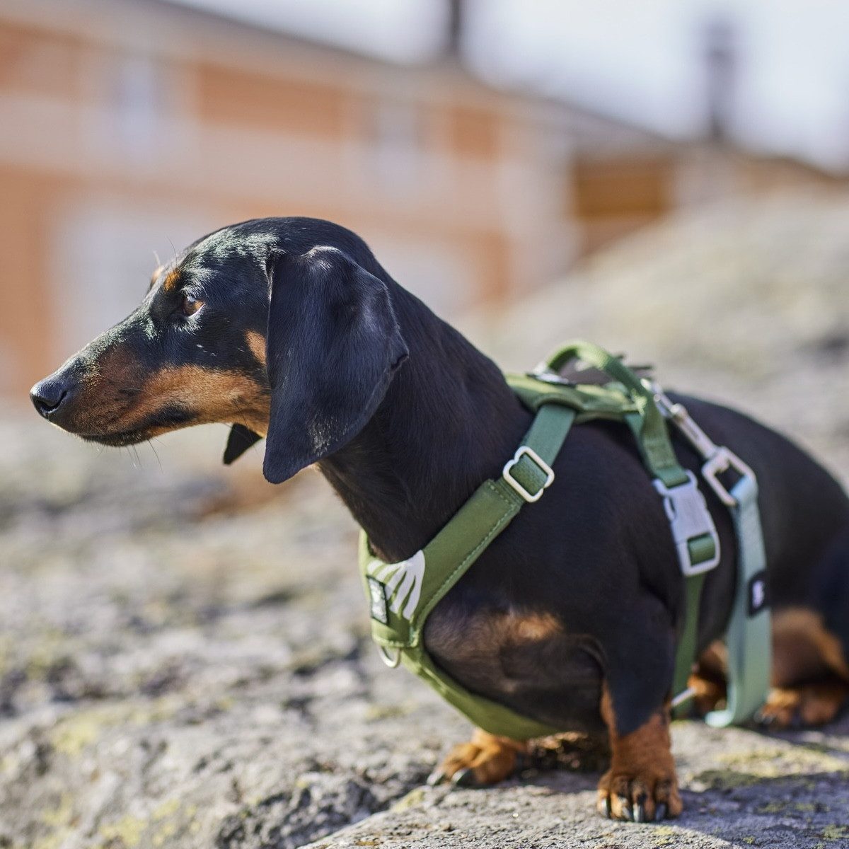 HURTTA Hunde-Geschirr Hundegeschirr Seeker Harness forest