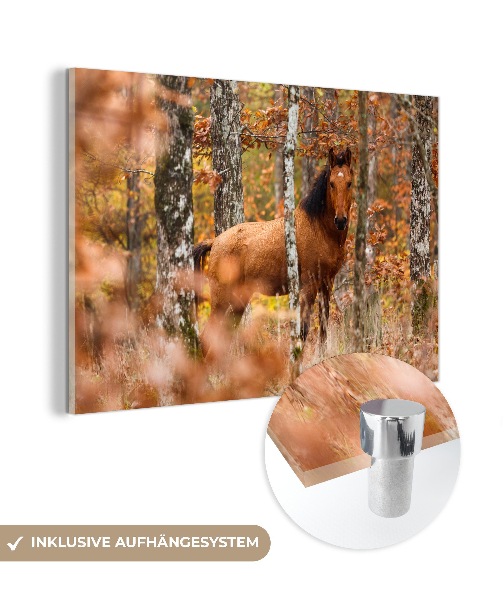MuchoWow Acrylglasbild Pferd - Wald - Herbst, (1 St), Acrylglasbilder Wohnzimmer & Schlafzimmer
