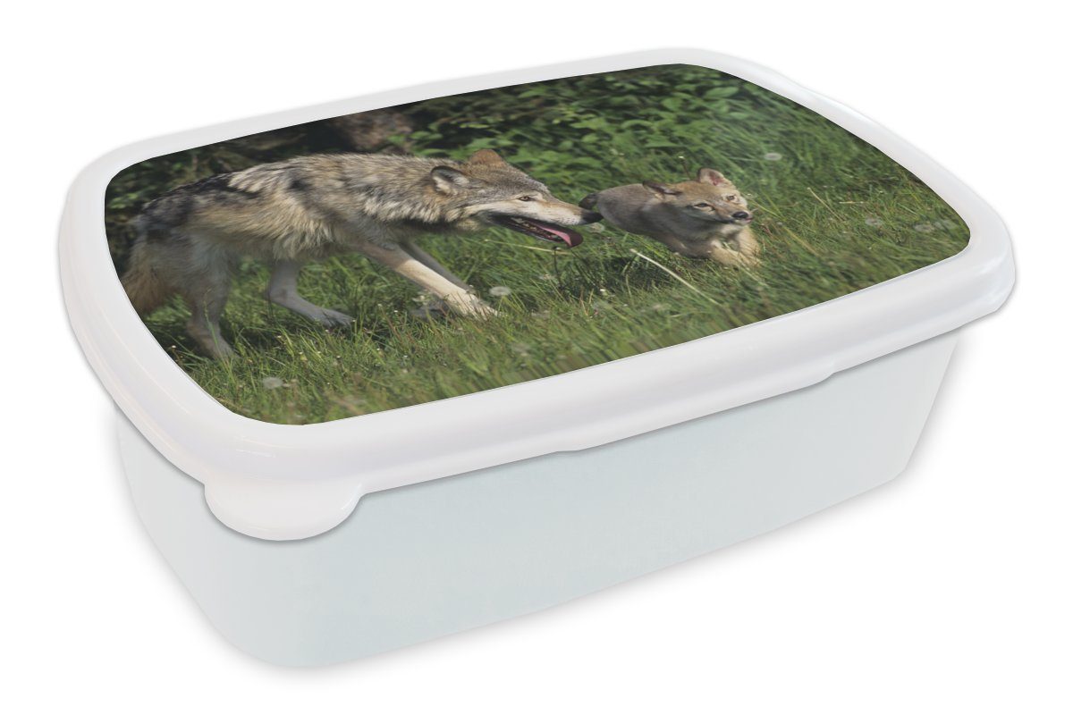MuchoWow Lunchbox Wolf - Baby - Gras, Kunststoff, (2-tlg), Brotbox für Kinder und Erwachsene, Brotdose, für Jungs und Mädchen weiß