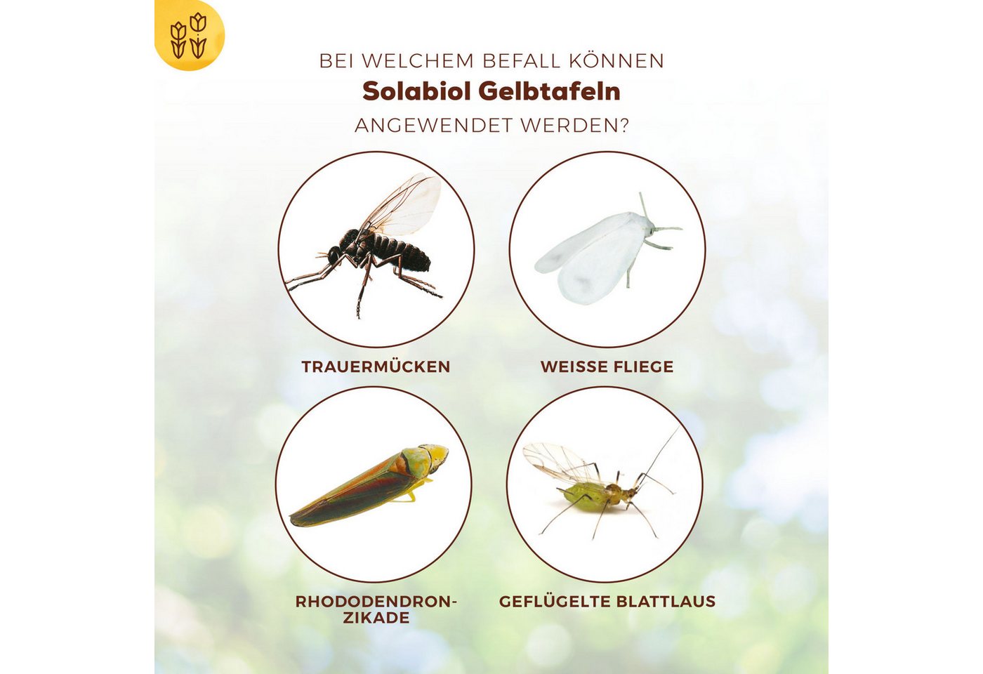 Thumbnail - Solabiol Insektenfalle Gelbtafeln 7 Stück - zum Fangen von fliegenden Schädlingen