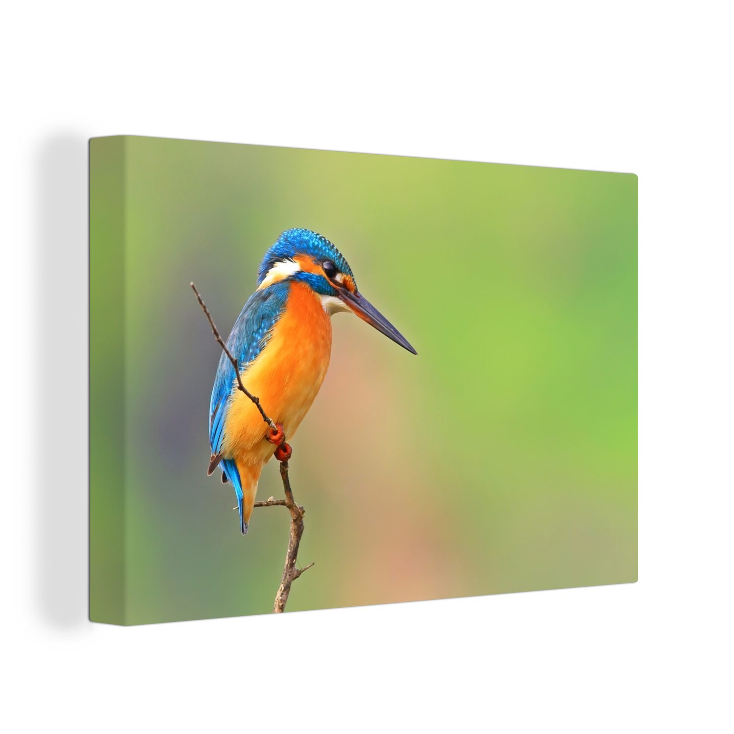 OneMillionCanvasses® Leinwandbild Eisvogel - Tiere - Beute, (1 St), Wandbild Leinwandbilder, Aufhängefertig, Wanddeko, 30x20 cm
