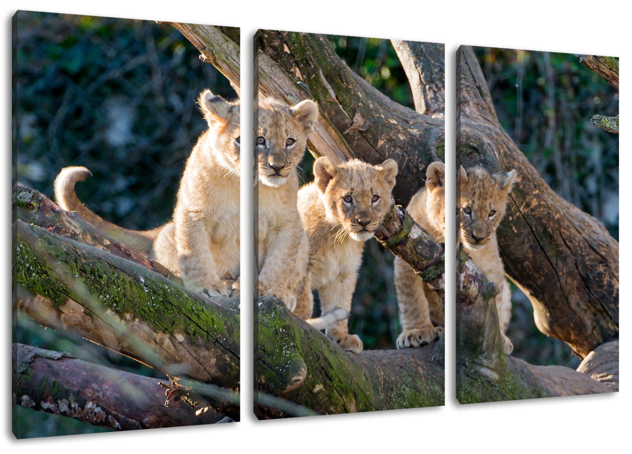 Pixxprint Leinwandbild süße Löwenjunge auf Baum, süße Löwenjunge auf Baum 3Teiler (120x80cm) (1 St), Leinwandbild fertig bespannt, inkl. Zackenaufhänger