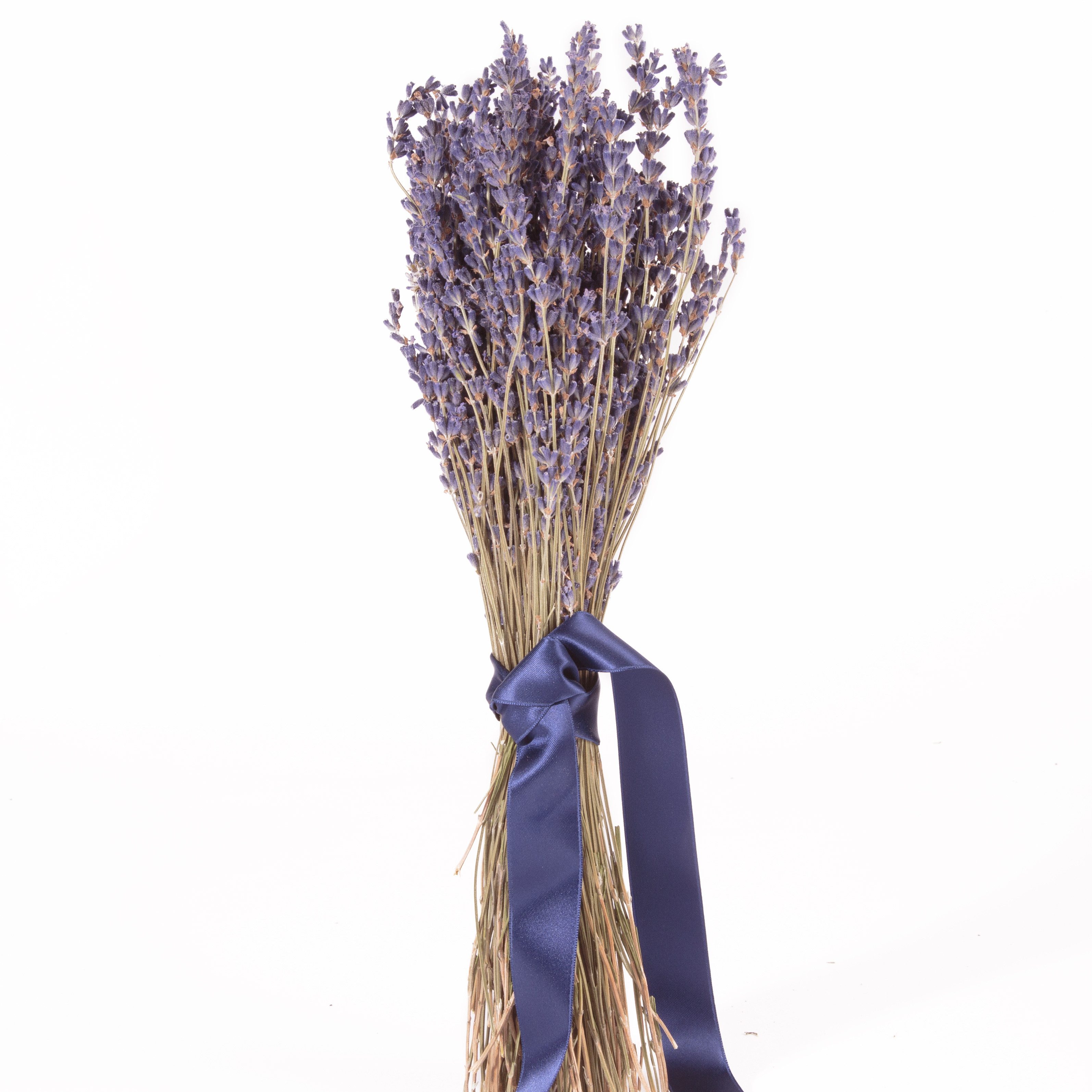 Trockenblume Echter Lavendel getrocknet Lavendelstrauß Deko Lavendelbund Ernte 2024 Lavendel, ROSEMARIE SCHULZ Heidelberg, Höhe 40 cm, französischer Lavendel aus der Provence auch für Lavendelsäckchen