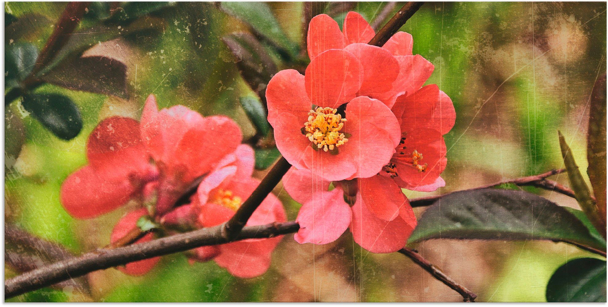 Blumen in (1 oder Wandbild St), Größen als Wandaufkleber versch. Quittenblüte Leinwandbild, I, Artland Alubild, Poster