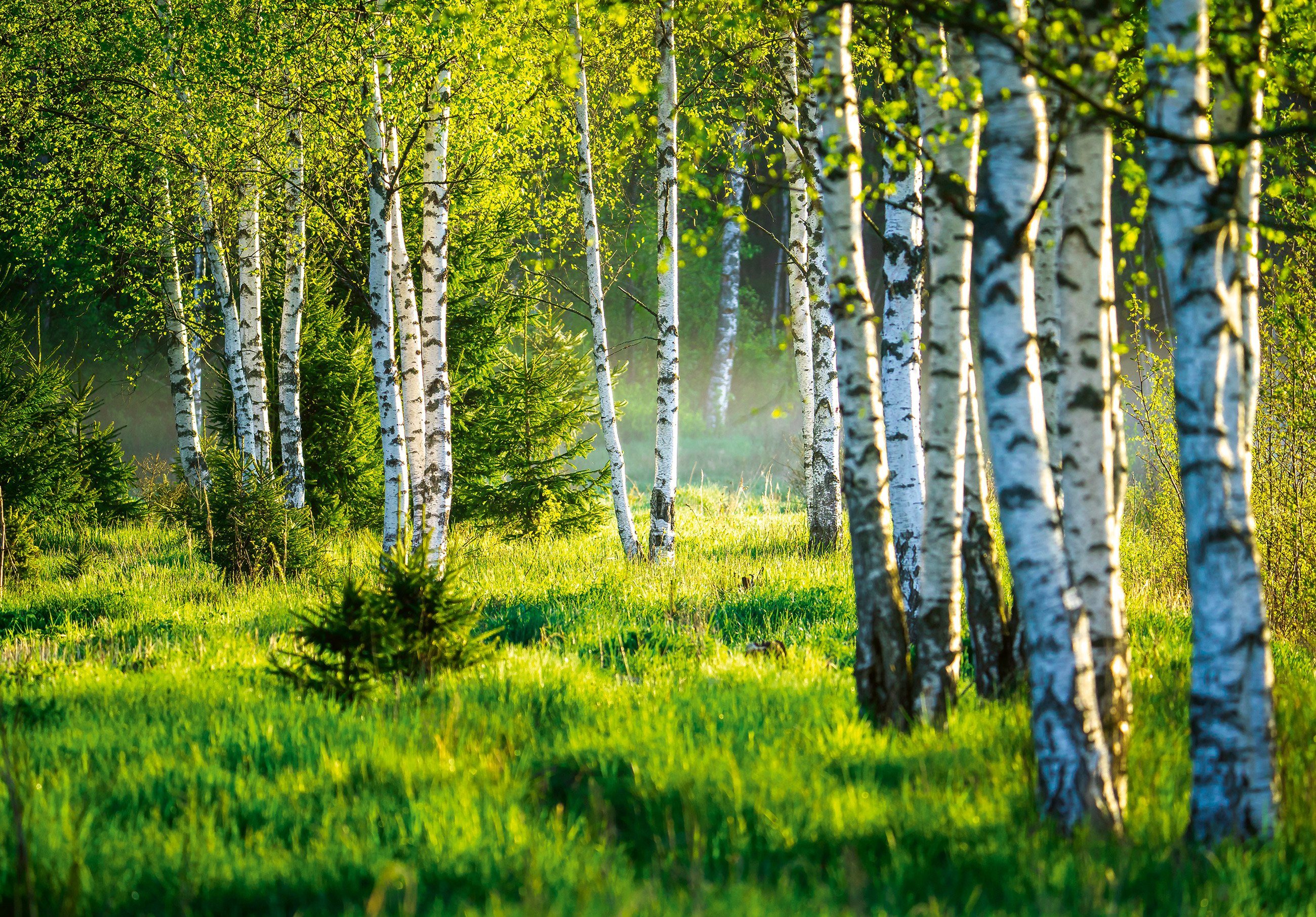 inklusive Wandtapete Wald Birkenwald Motivtapete, Wohnzimmer Vlies EFFEKT oder Natur Birken 3D für Wald, Glatt, Kleister Sonne Schlafzimmer Fototapete Tapete Vliestapete Vliestapete Wallarena