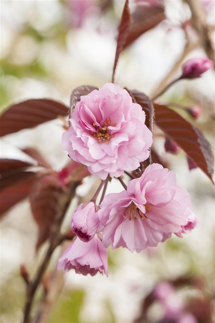 Pflanzen für Dich Gehölze Prunus serrulata Royal Burgundy, 1 St., Japanische Blütenkirsche, Zierkirsche