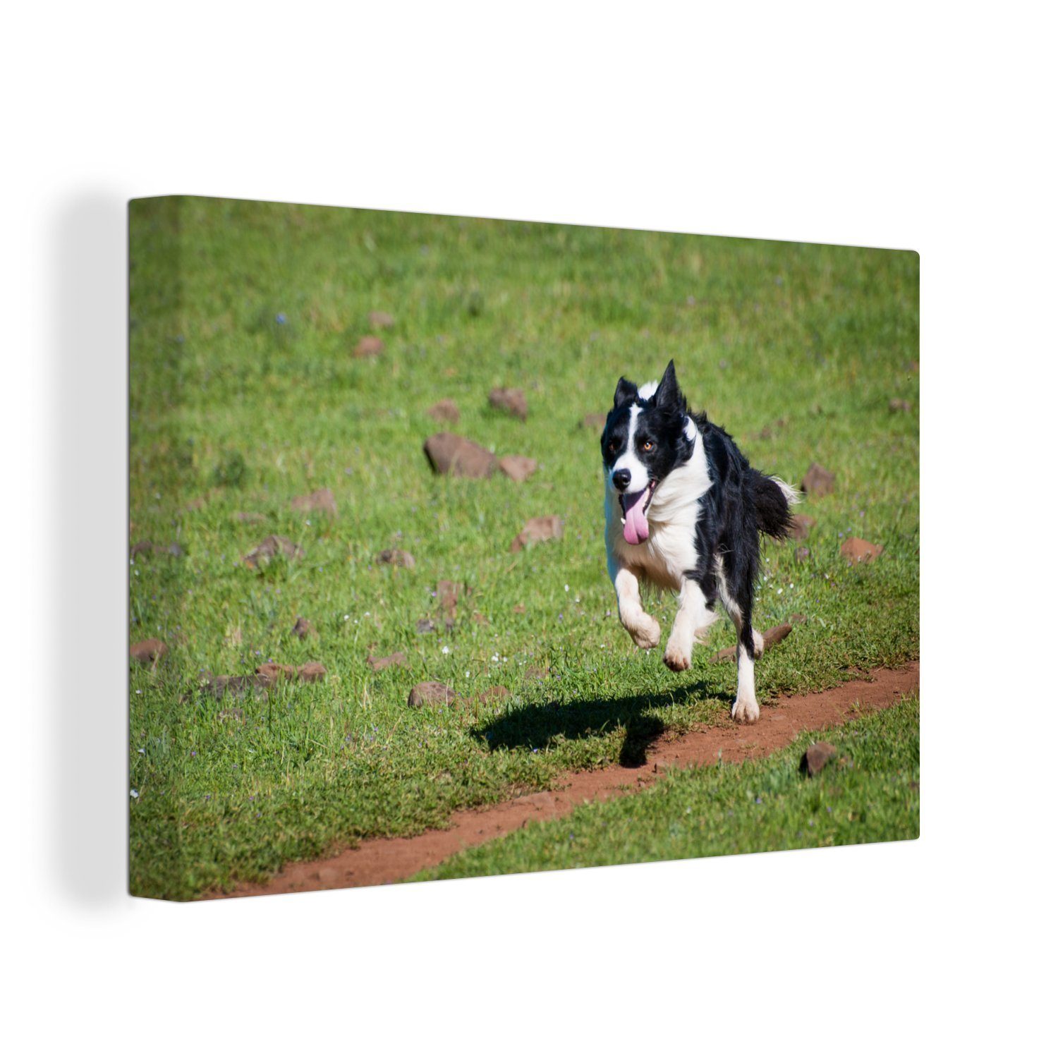 OneMillionCanvasses® Leinwandbild Ein aktiver Border Collie läuft über das Feld, (1 St), Wandbild Leinwandbilder, Aufhängefertig, Wanddeko, 30x20 cm