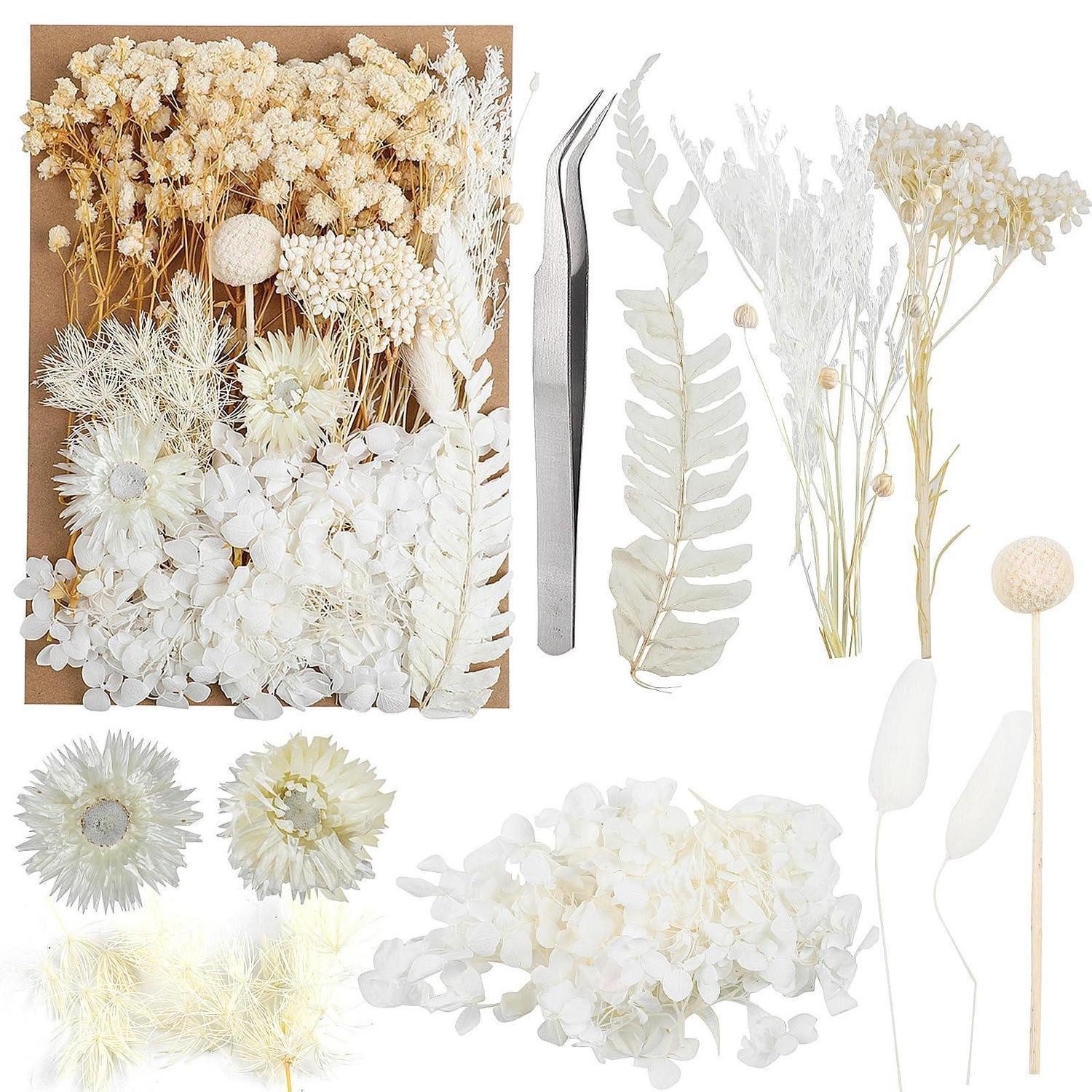 Trockenblume Trockenblumen Set Weiss DIY Deko, LuxusKollektion, Höhe 5 cm