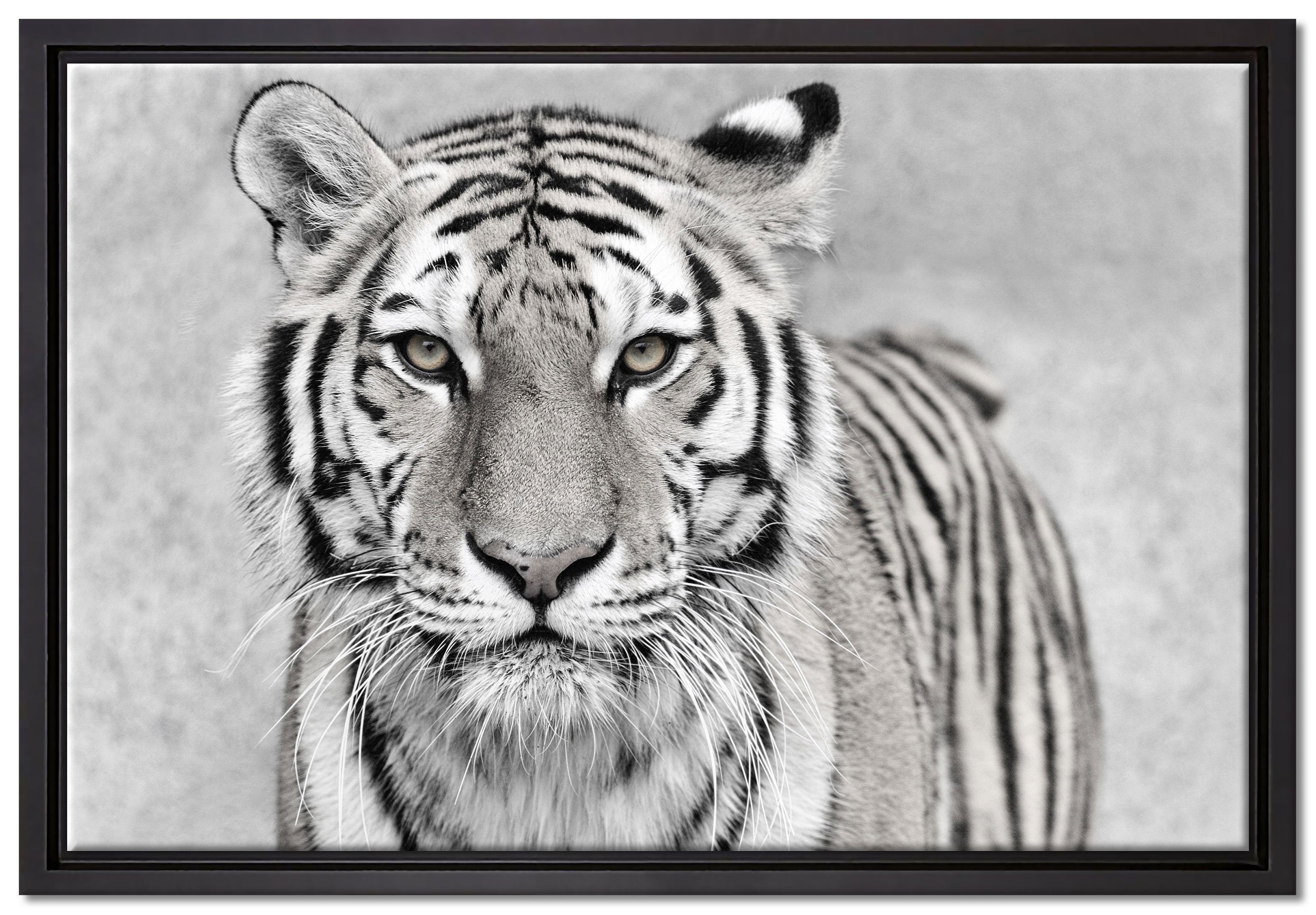 Pixxprint Leinwandbild Anmutiger Tiger in, Wanddekoration (1 St), Leinwandbild fertig bespannt, in einem Schattenfugen-Bilderrahmen gefasst, inkl. Zackenaufhänger