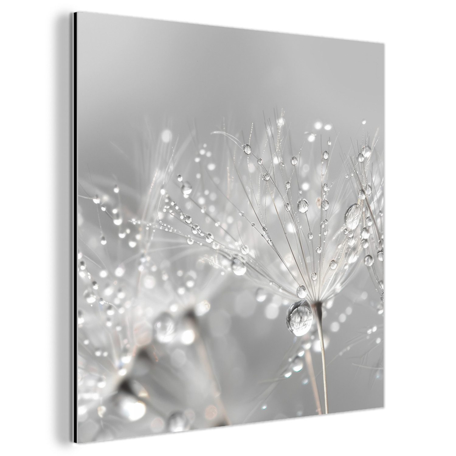 MuchoWow Metallbild Löwenzahn - Wassertropfen - günstig online kaufen