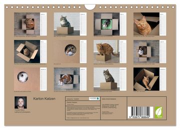 CALVENDO Wandkalender Karton Katzen (Wandkalender 2024 DIN A4 quer), CALVENDO Monatskalender