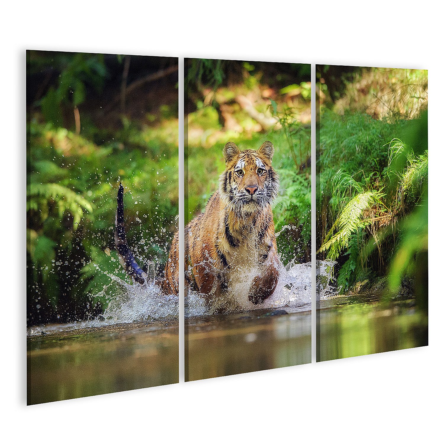 islandburner Leinwandbild SibirischerTiger Läuft Fluss Spritzen Wasser Jagd Tier Beten Bilder