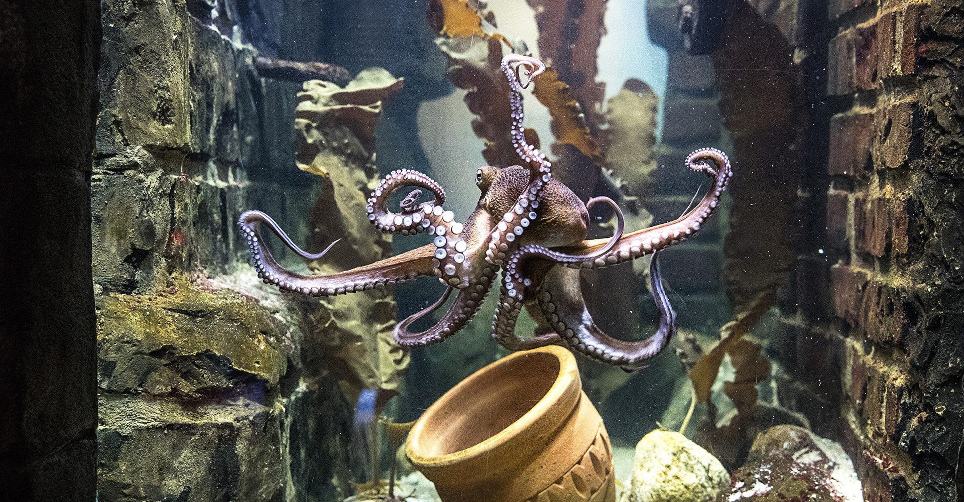 Erlebnisgutschein Sea Life Oberhausen (Kinder-Ticket)