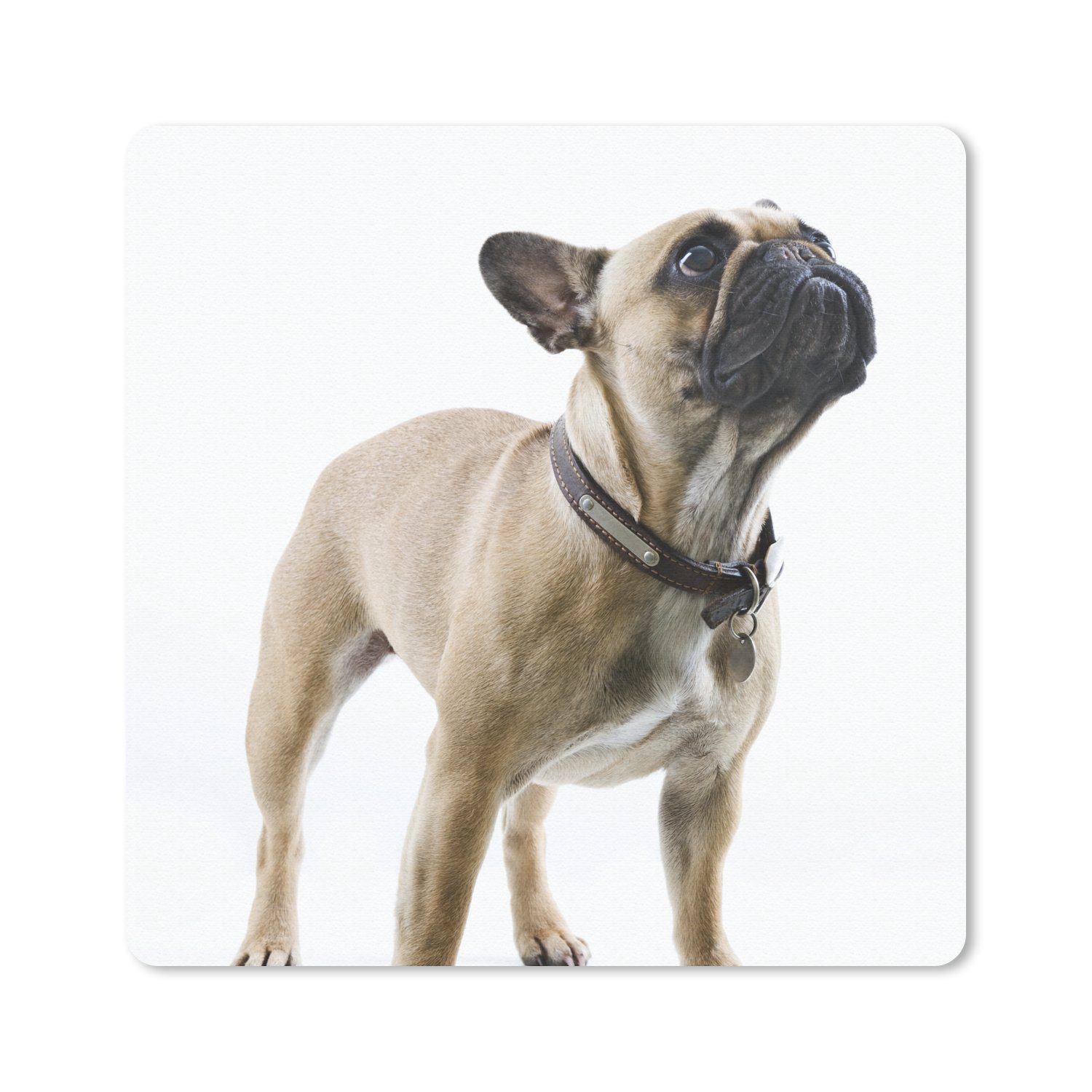 MuchoWow Mauspad Französische Bulldogge - Halsband - Braun (1-St), Mauspad, Büro Zubehör, Dekoration, Desk Mat, 30x30 cm