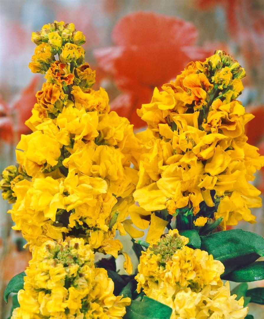 Pflanzen für Dich Staude Erysimum cheiri 'Yellow Bird', 1 St., Goldlack, Gelber Goldlack