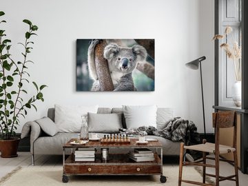 Sinus Art Leinwandbild 120x80cm Wandbild auf Leinwand Koala Koalabär Tierfotografie Australie, (1 St)