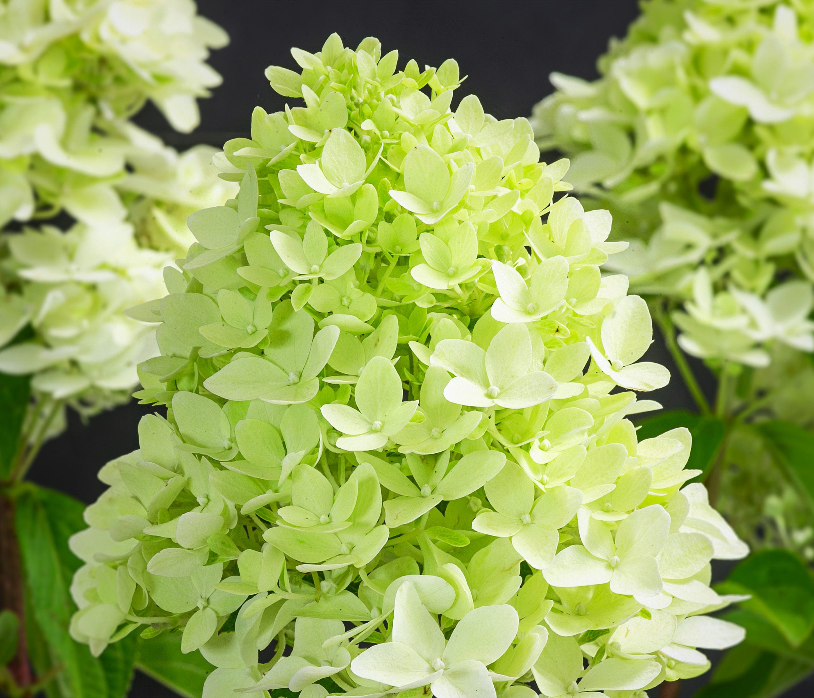 Dehner Zierstrauch Rispen-Hortensie Limelight®, Hydrangea paniculata, weiße Blüten, limettengrün im Austrieb, Herbst tiefrosa Blütenfärbung