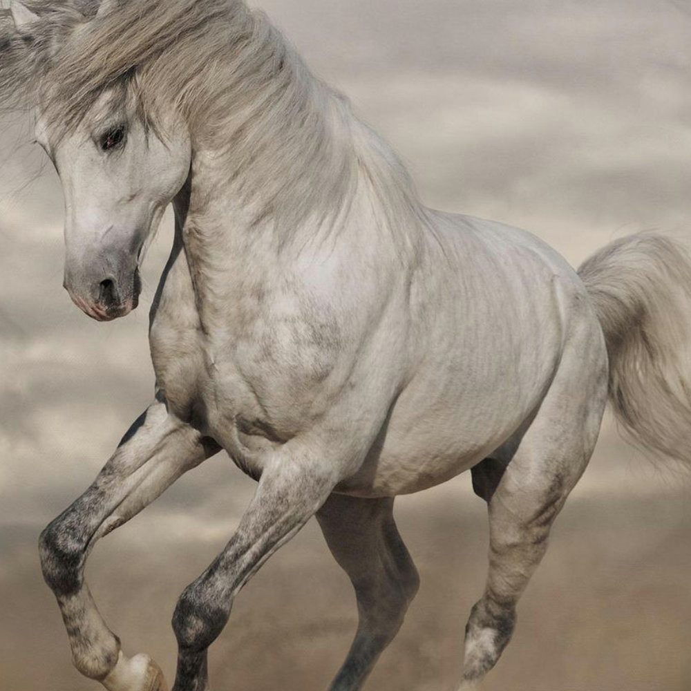 BrandMac Bettwäsche Pferde Motiv Bettwäsche 2tlg Set 135x200 80x80 cm 100% günstig online kaufen