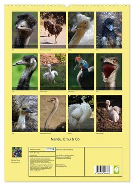 CALVENDO Wandkalender Nandu, Emu & Co. (Premium, hochwertiger DIN A2 Wandkalender 2023, Kunstdruck in Hochglanz)