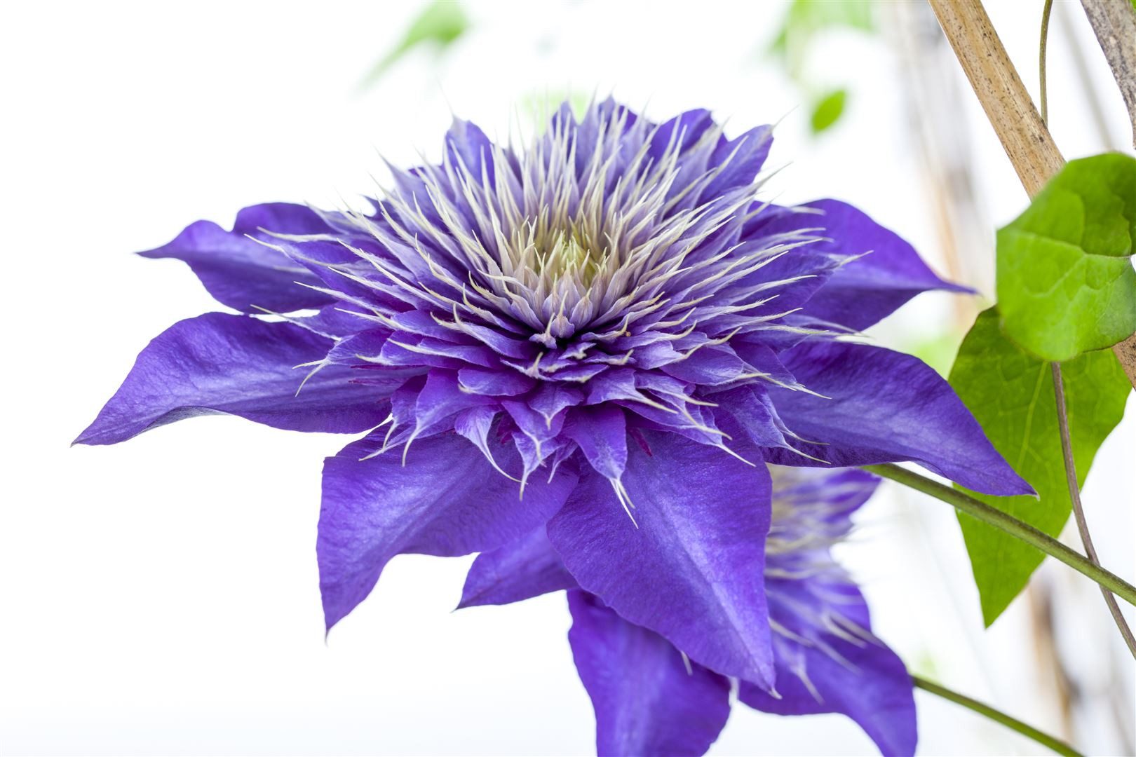 Pflanzen für Dich Kletterpflanze Clematis Hybride Multi Blue, 1 St., Waldrebe, Clematis, doppeltblühend, blau-violett