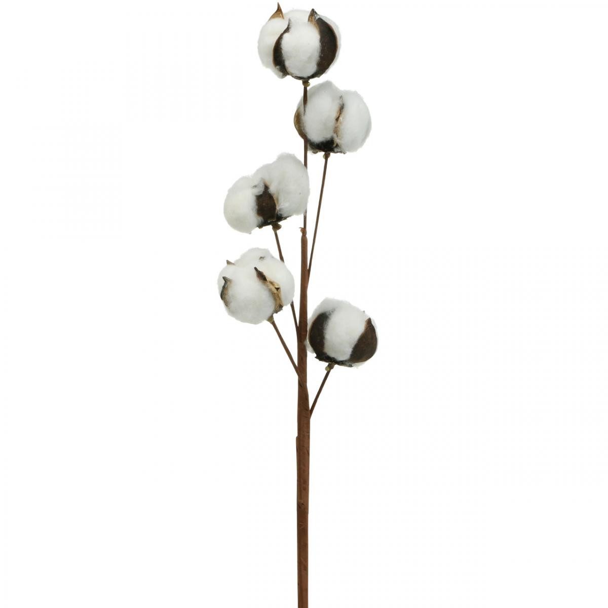 Trockenblume Baumwollzweig Deko Echte Baumwolle Dekozweig 5 Köpfe 50cm für, Florists Products, Höhe 6 cm