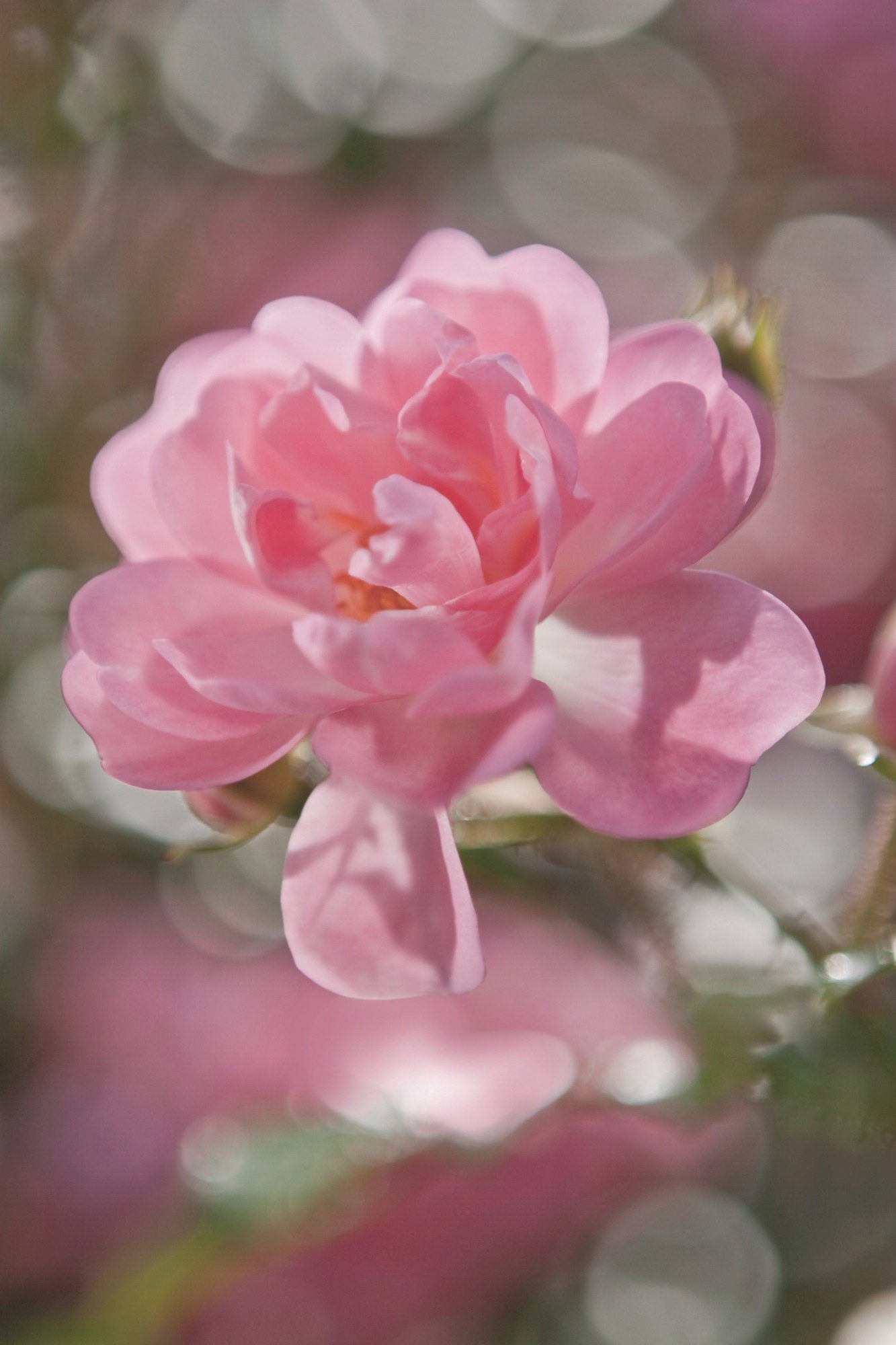 Komar Fototapete Bouquet - Größe 184 x 254 cm, glatt, bedruckt, Wohnzimmer, Schlafzimmer