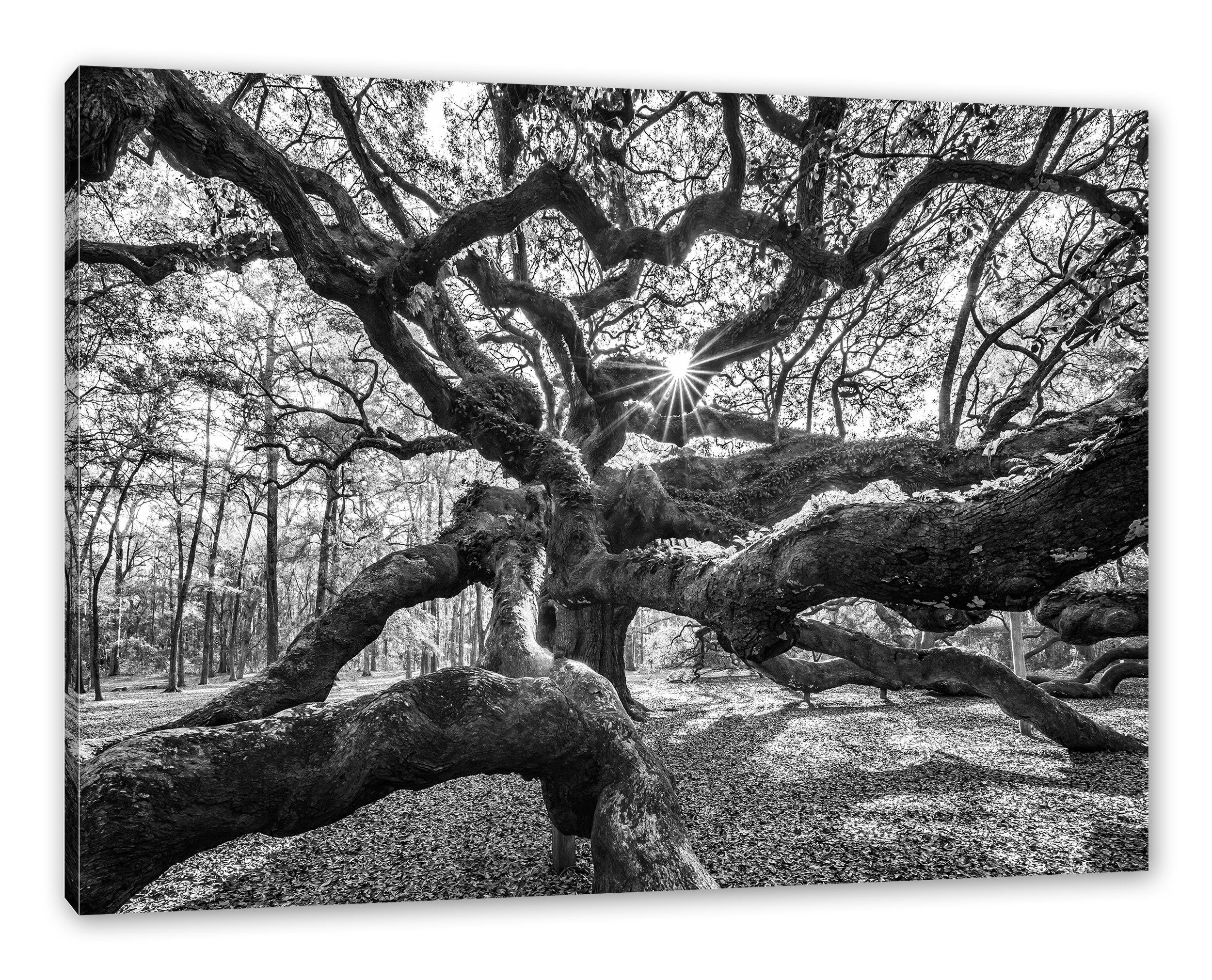 Pixxprint Leinwandbild Baum, Baum (1 St), Leinwandbild fertig bespannt, inkl. Zackenaufhänger
