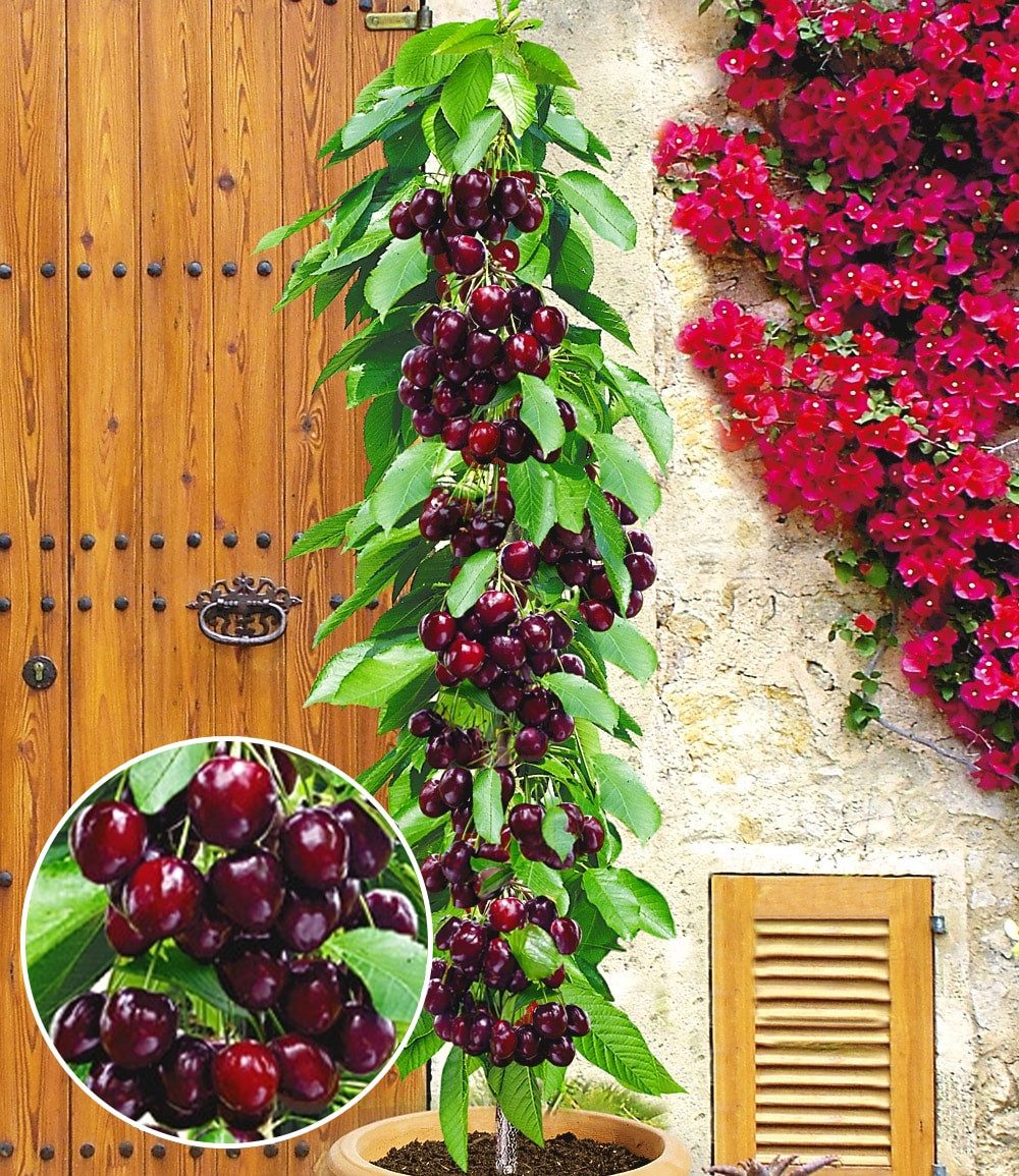BALDUR Garten Obstpflanze Säulenkirsche 'Garden Bing®', 1 St., Selbstbefruchtend,winterhart, mehrjährig, pflegeleicht, robust