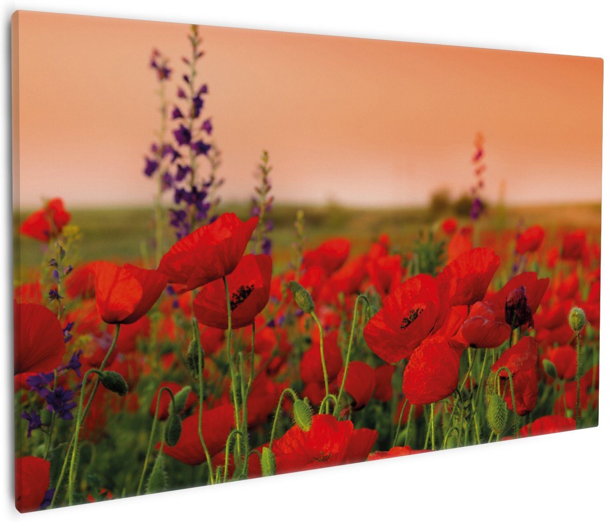 Wallario Leinwandbild, Mohnblumen auf dem Feld, günstig online kaufen