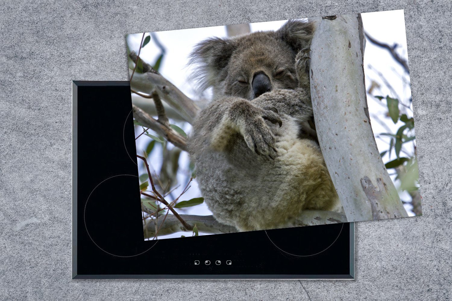 tlg), - cm, 70x52 Tier, MuchoWow Ceranfeldabdeckung Baum Herdblende-/Abdeckplatte (1 nutzbar, Arbeitsfläche Mobile - Koala Vinyl,