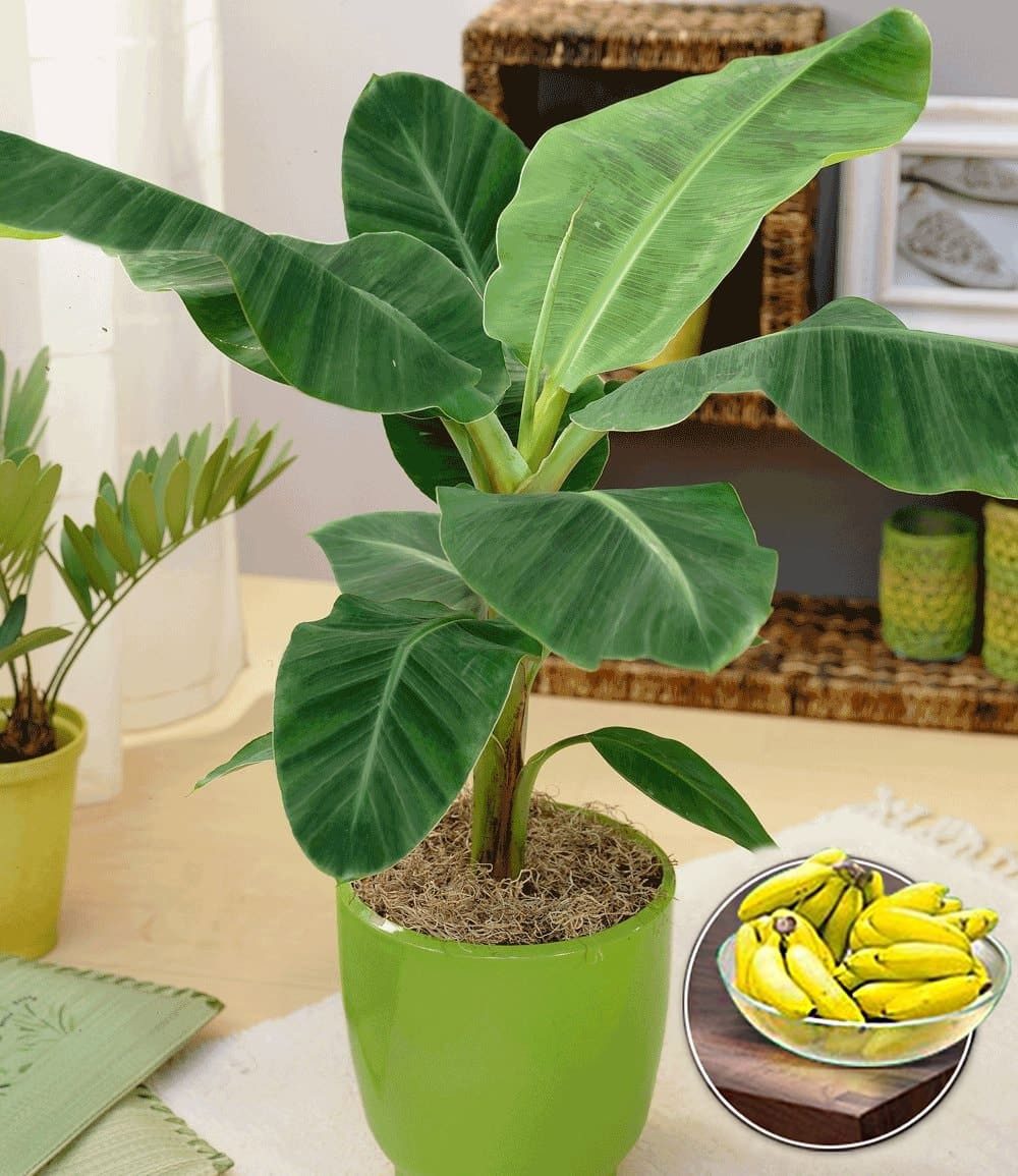 BALDUR Garten Bananenbaum Musa Banana Tropicana, 1 St., Bananenpflanze, pflegeleicht