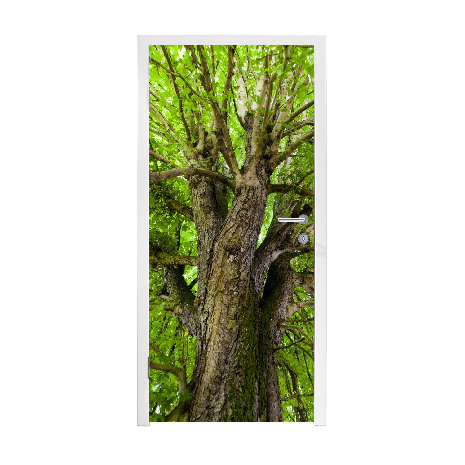 MuchoWow Türtapete Ein Kastanienbaum im Sommer, Matt, bedruckt, (1 St), Fototapete für Tür, Türaufkleber, 75x205 cm