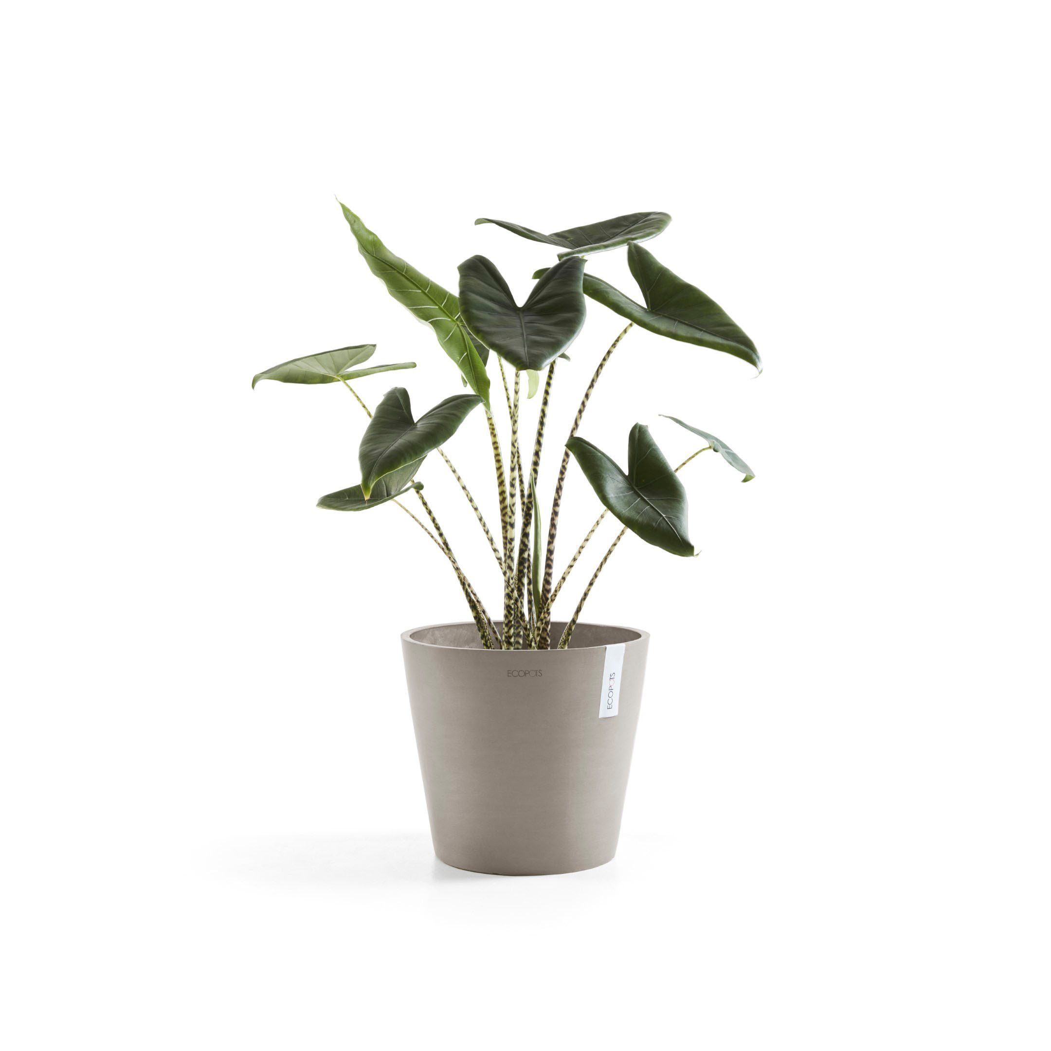 ØxH: ECOPOTS cm Blumentopf 30x26,3 Amsterdam,