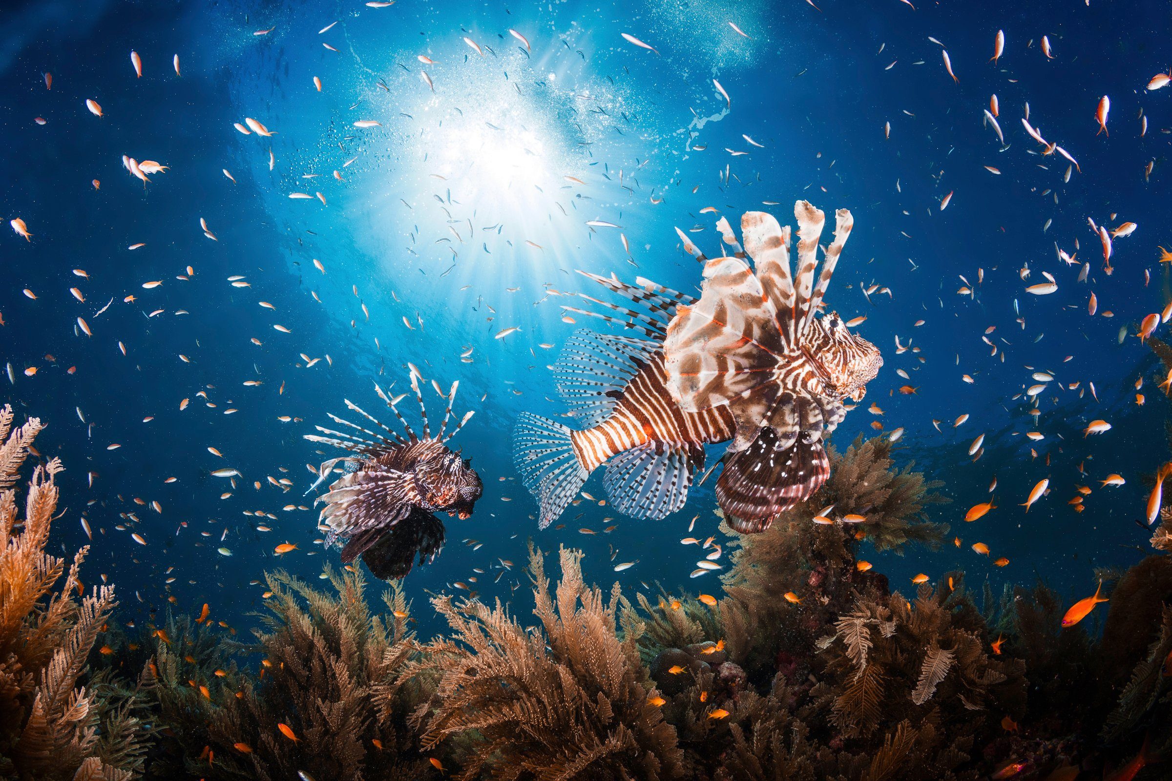 Papermoon Fototapete Photo-Art BARATHIEU GABRIEL, LIONFISH