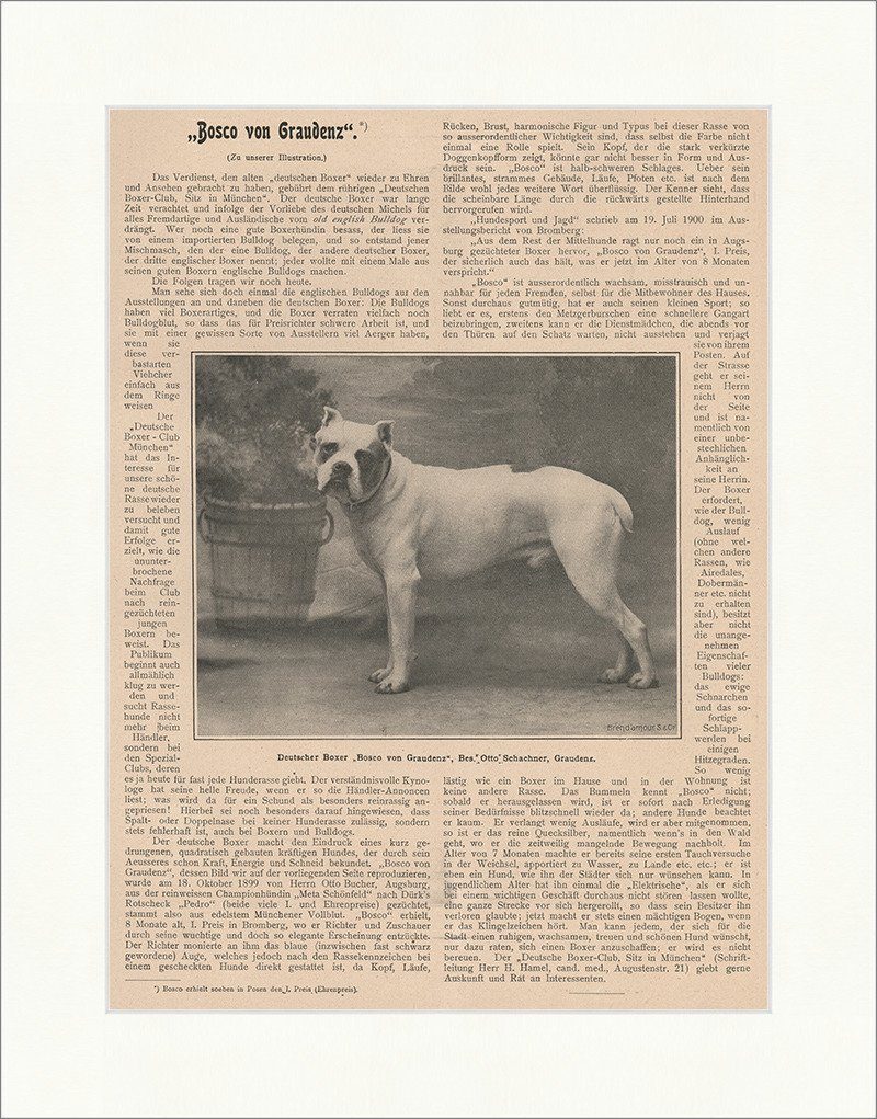 Kunstdruck Deutscher Boxer Bosco von Graudenz Hunde Rassen Zucht Tiere F_Vintage