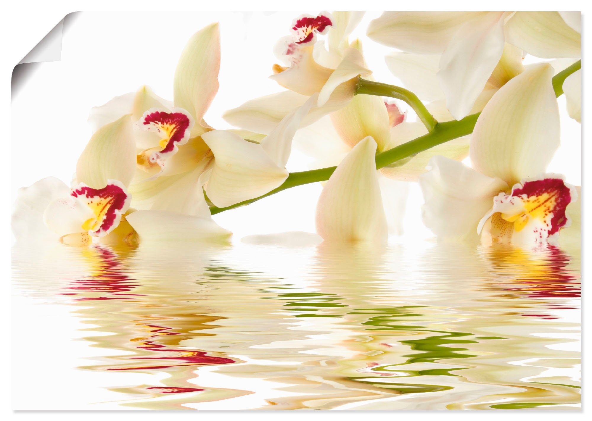 Artland Wandbild Weiße Orchidee mit Wasserreflektion, Blumen (1 St), als Leinwandbild, Wandaufkleber oder Poster in versch. Größen