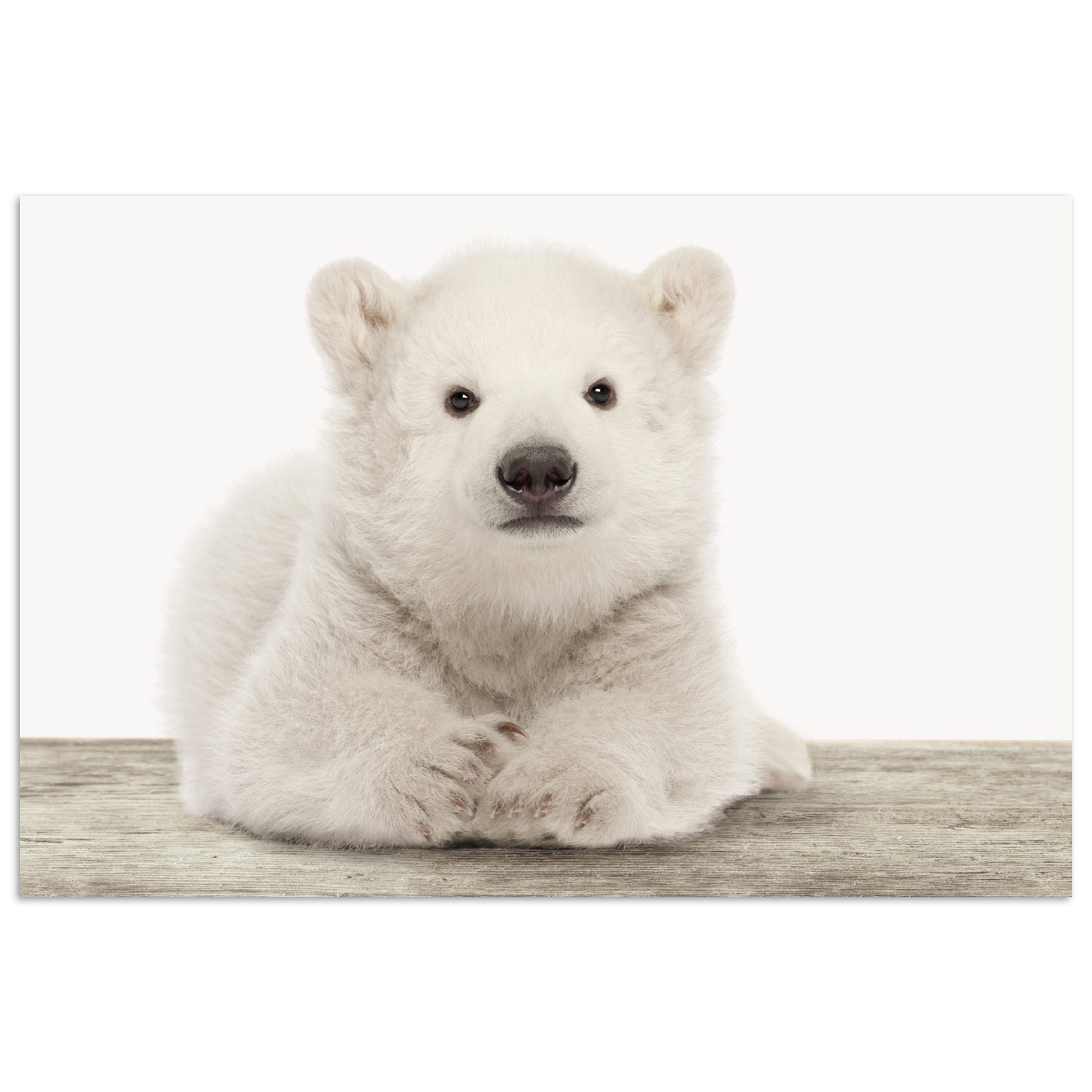 Poster Eisbär - Tiere - Kinder - Weiß - Jungen - Mädchen