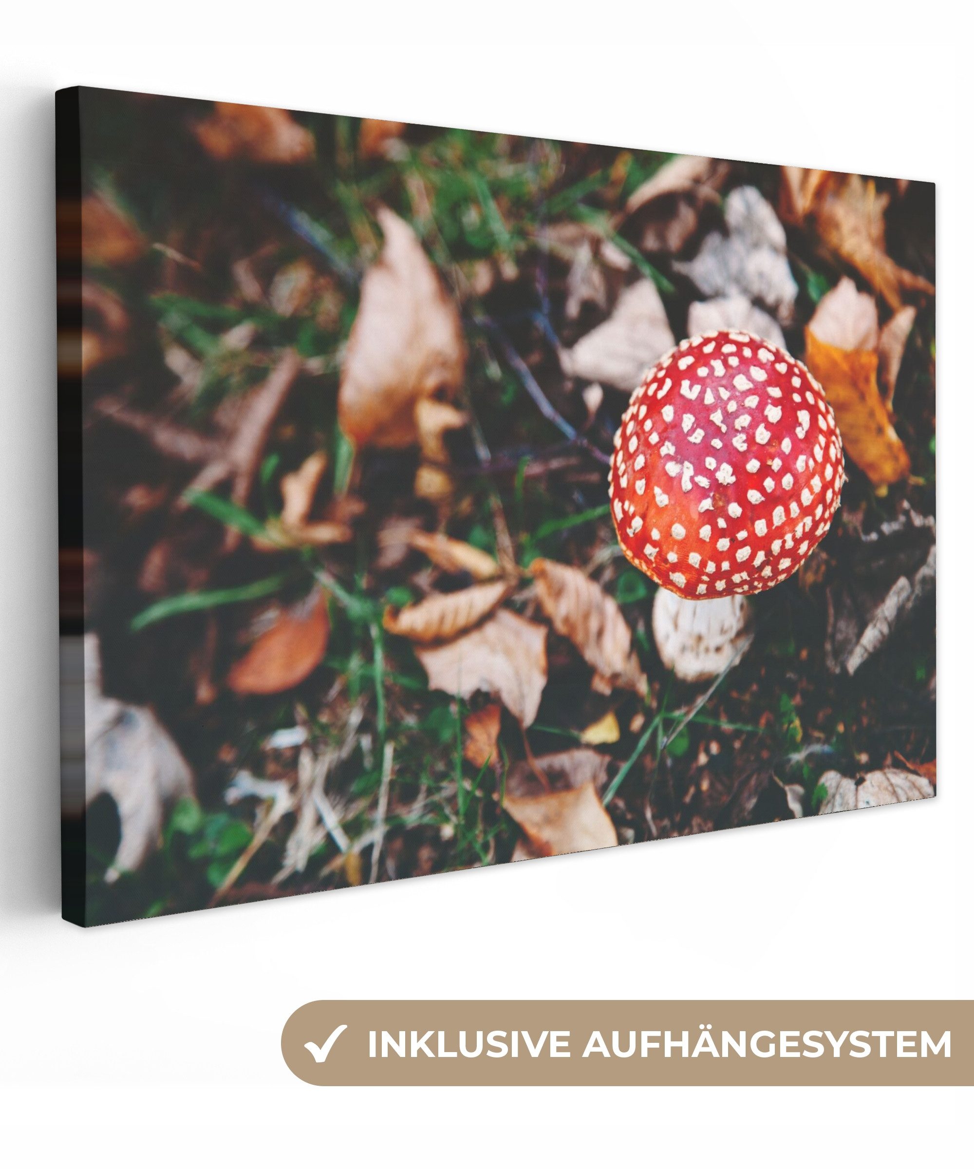 OneMillionCanvasses® Leinwandbild Herbst - Pilz - günstig online kaufen