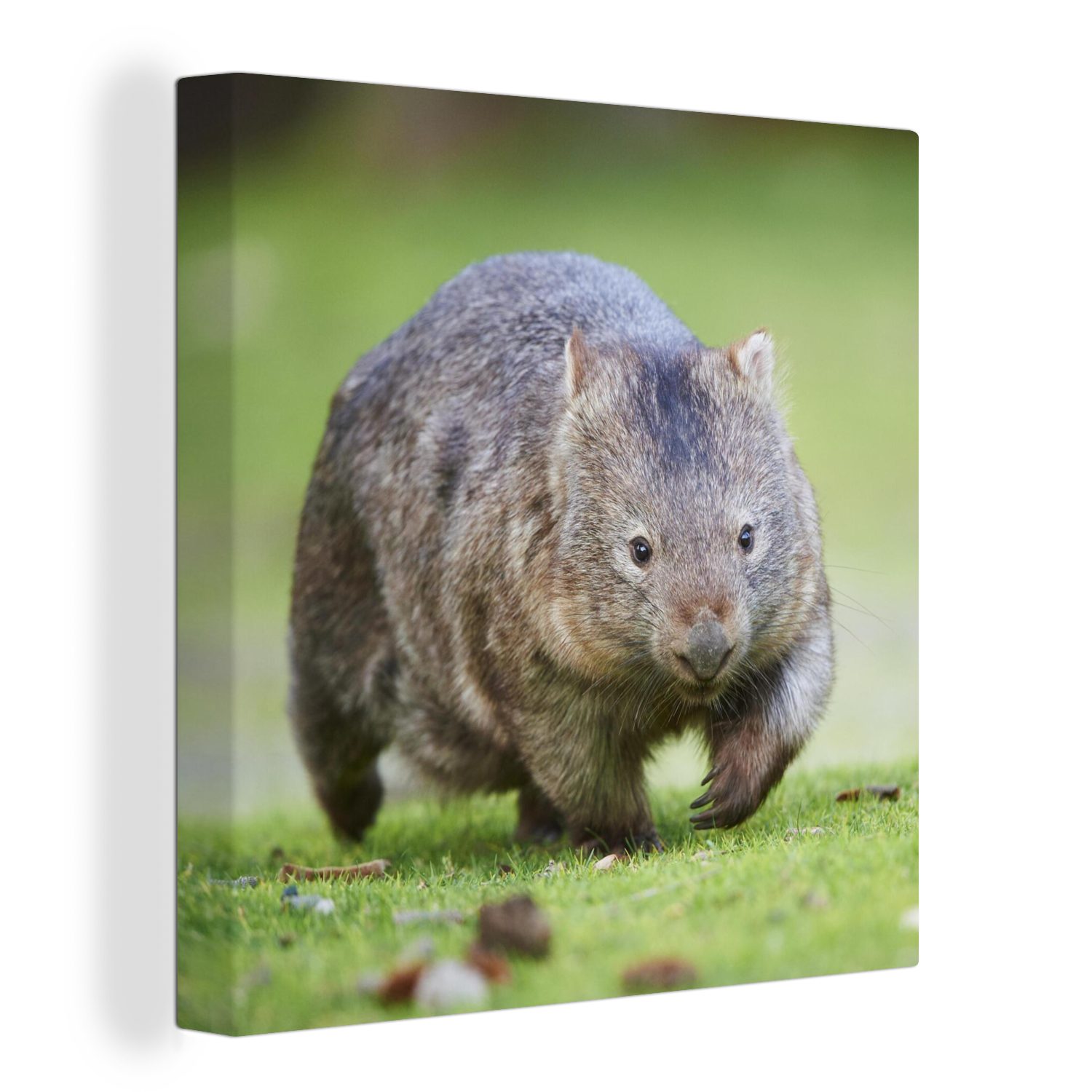 OneMillionCanvasses® Leinwandbild Ein Wombat spielt auf einer Wiese, (1 St), Leinwand Bilder für Wohnzimmer Schlafzimmer