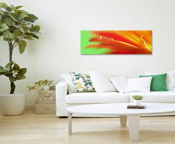 Sinus Art Leinwandbild Naturfotografie  Orange Blütenblätter auf Leinwand exklusives Wandbild moderne Fotografie für ihre