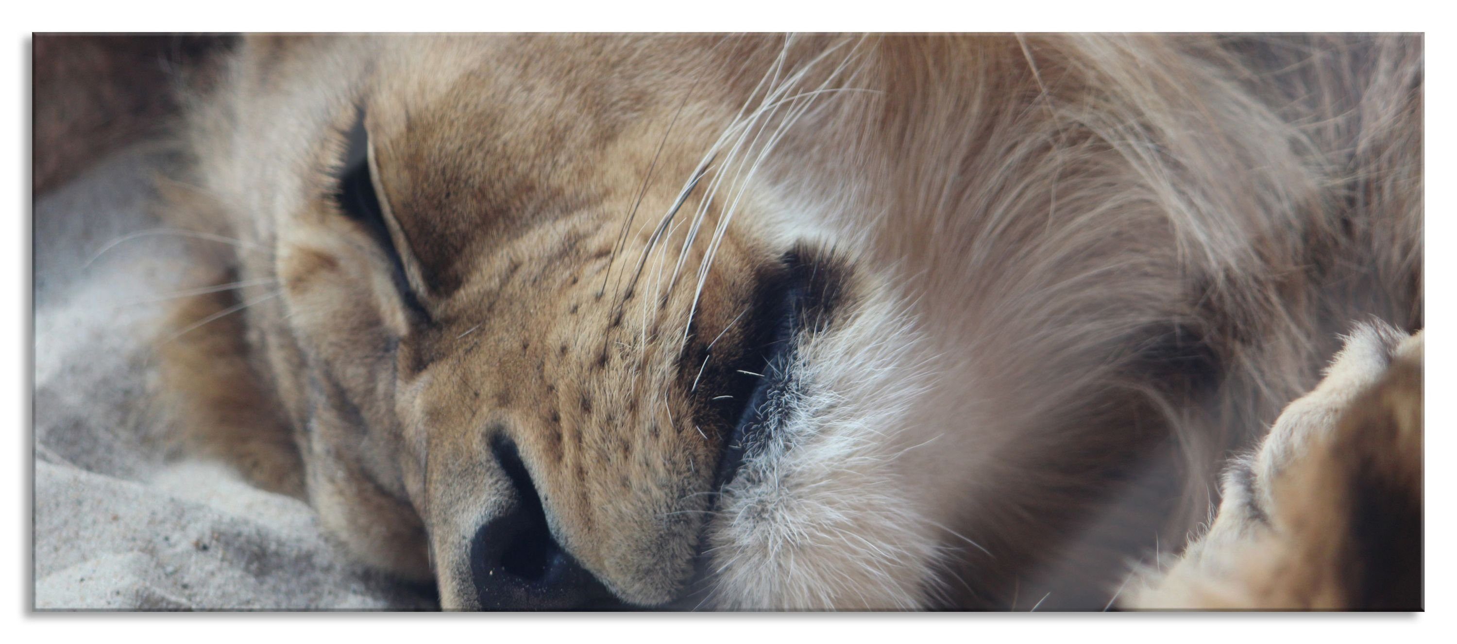 Pixxprint Glasbild schlafender Löwe, schlafender Löwe (1 St), Glasbild aus Echtglas, inkl. Aufhängungen und Abstandshalter