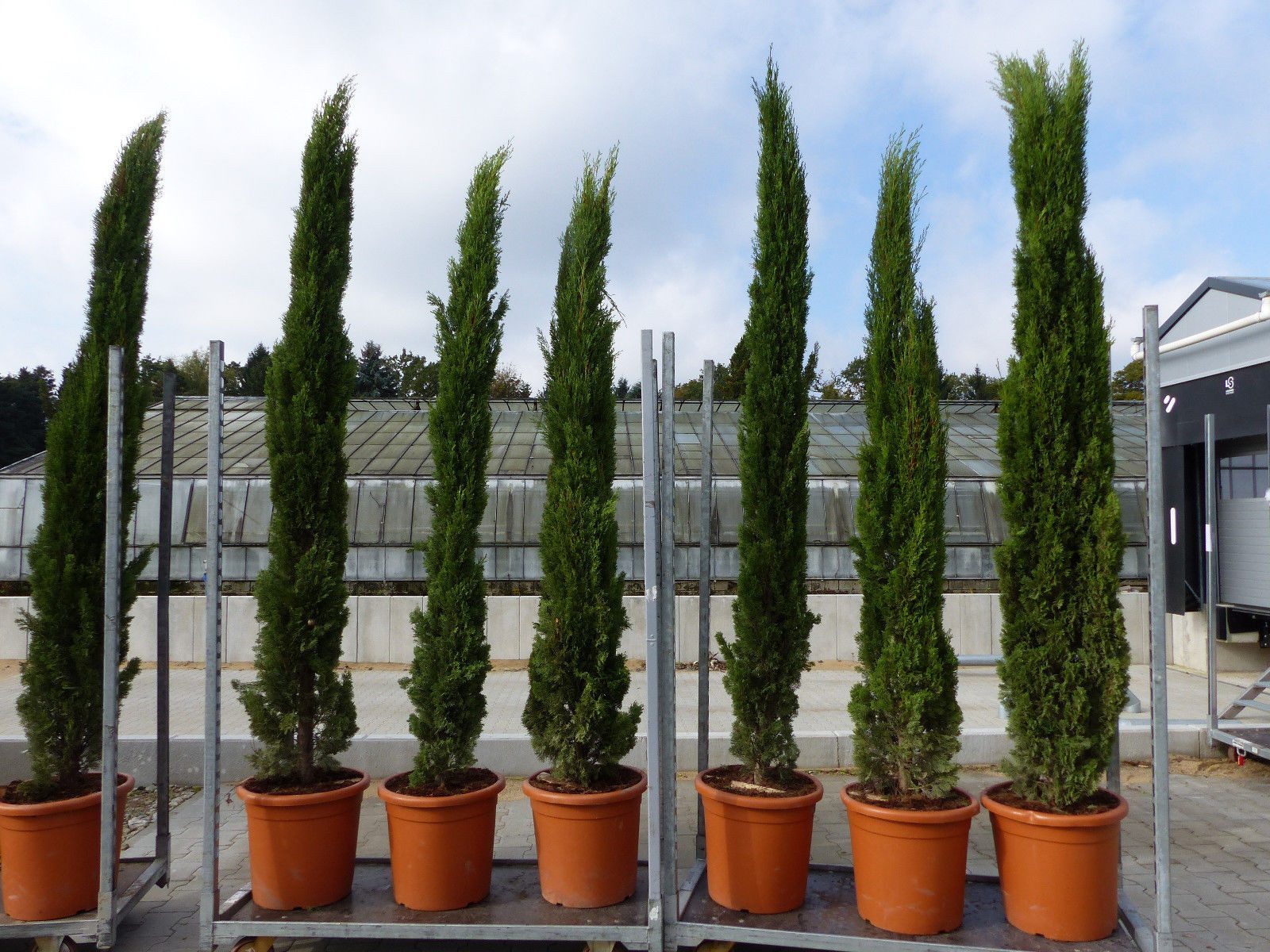 gruenwaren jakubik Baum