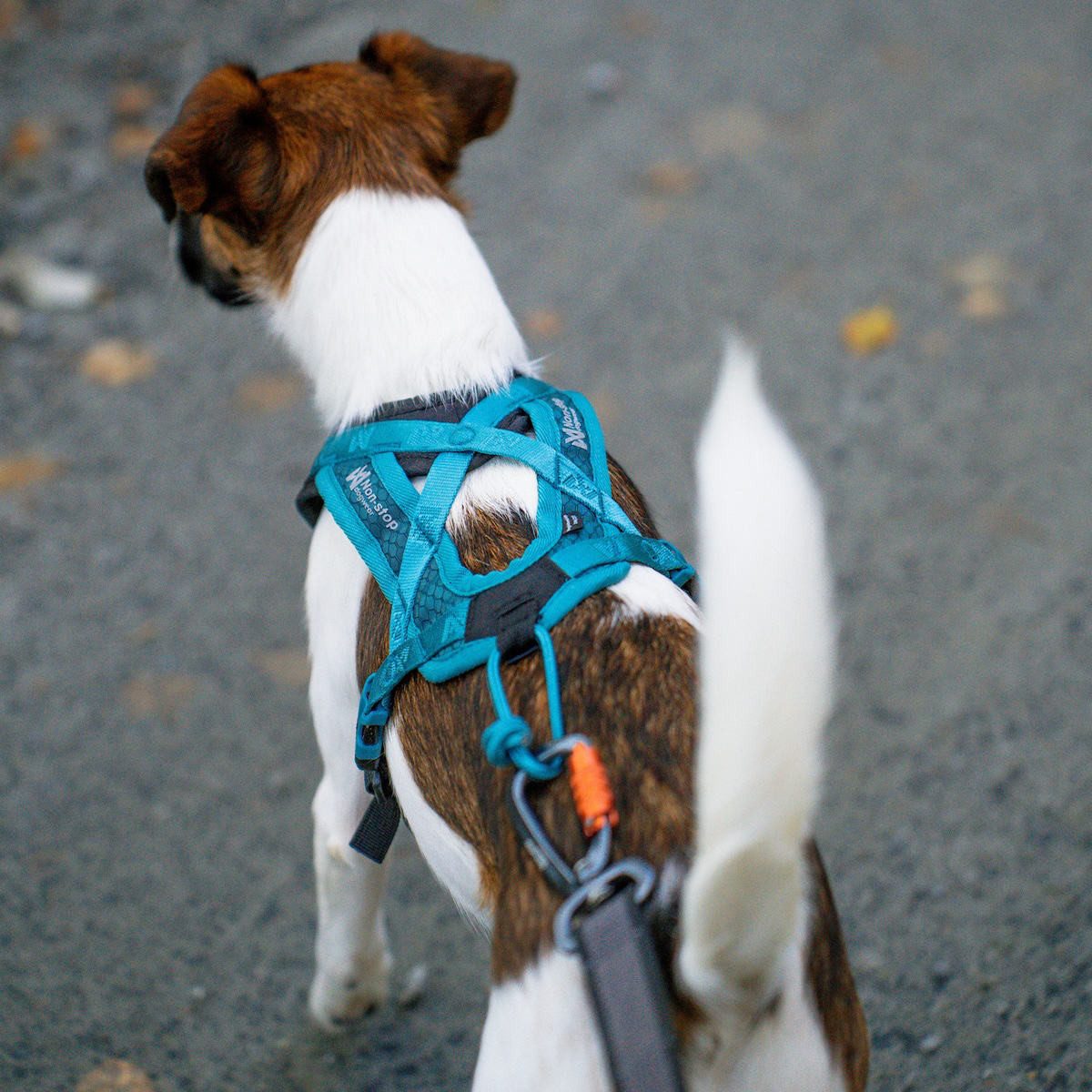 Thumbnail - Non-stop dogwear Hunde-Geschirr Geschirr Rush Harness teal