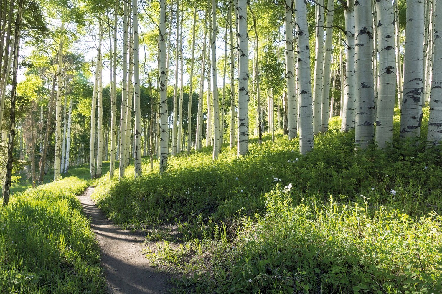 Papermoon Fototapete »Birch Hiking Trail«, glatt-Otto