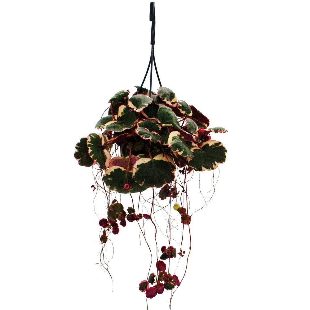 Exotenherz Zimmerpflanze Pflegeleichte Mini-Ampelpflanzen in der 12cm Ampel günstig online kaufen