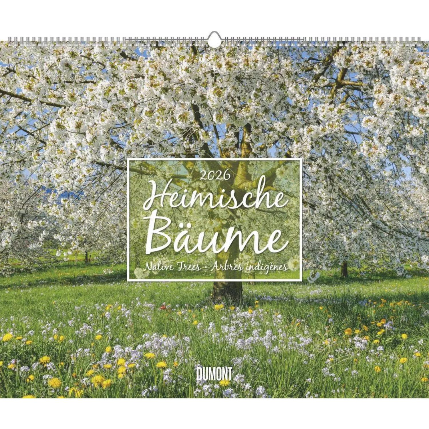 DUMONT Wandkalender DUMONT - Heimische Bäume 2026 - Wandkalender 60 x 50 cm...