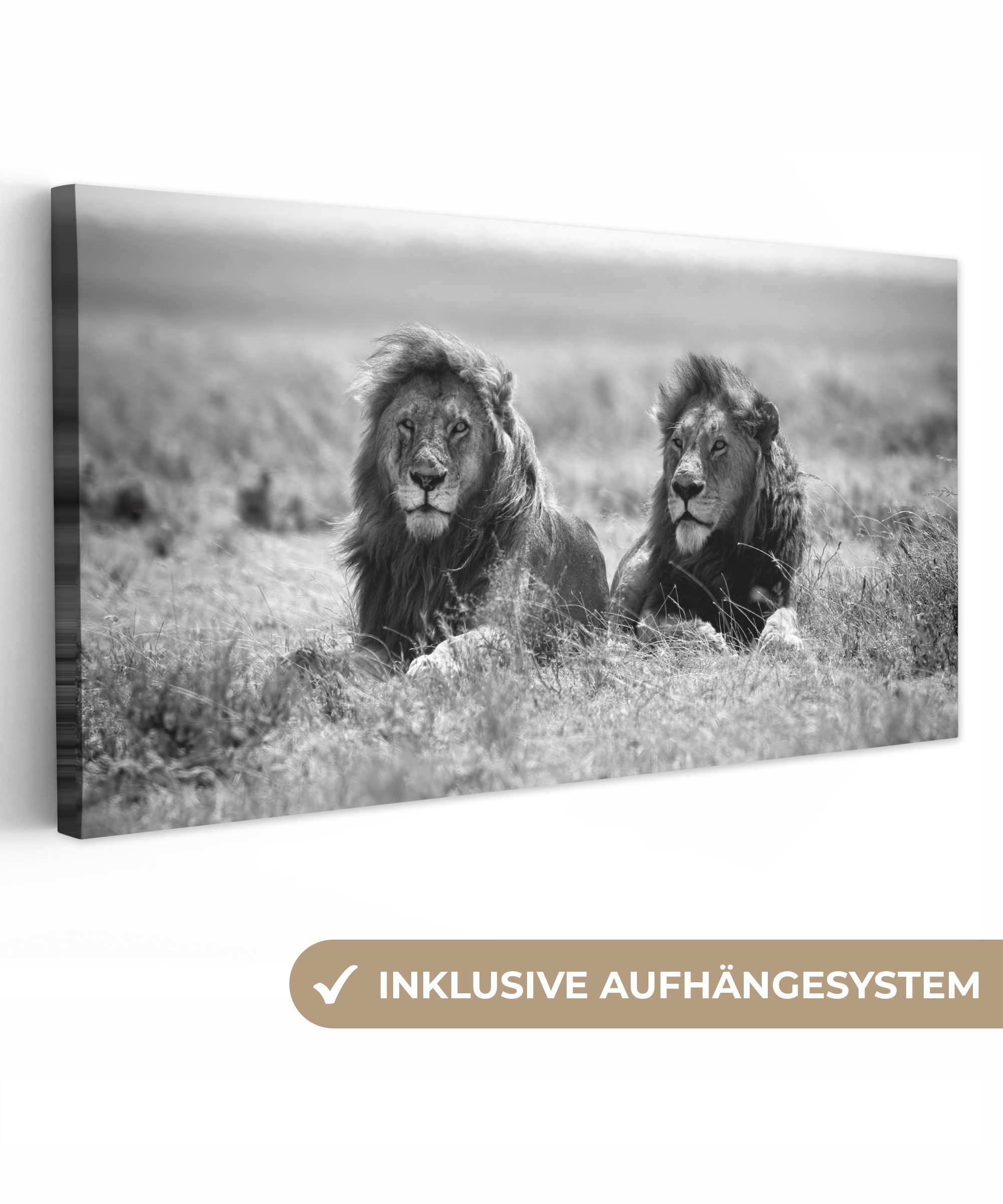 OneMillionCanvasses® Leinwandbild Panorama Löwen - Tiere günstig online kaufen