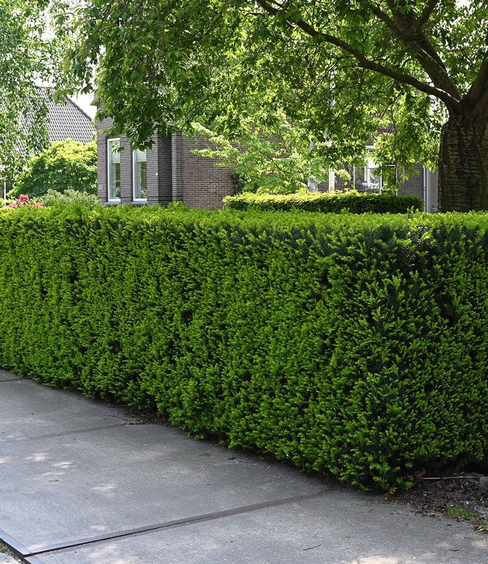 BALDUR Garten Hecken Eiben-Hecke, 5 St., Gemeine Eibe, immergrün,winterhart, mehrjährig, pflegeleicht