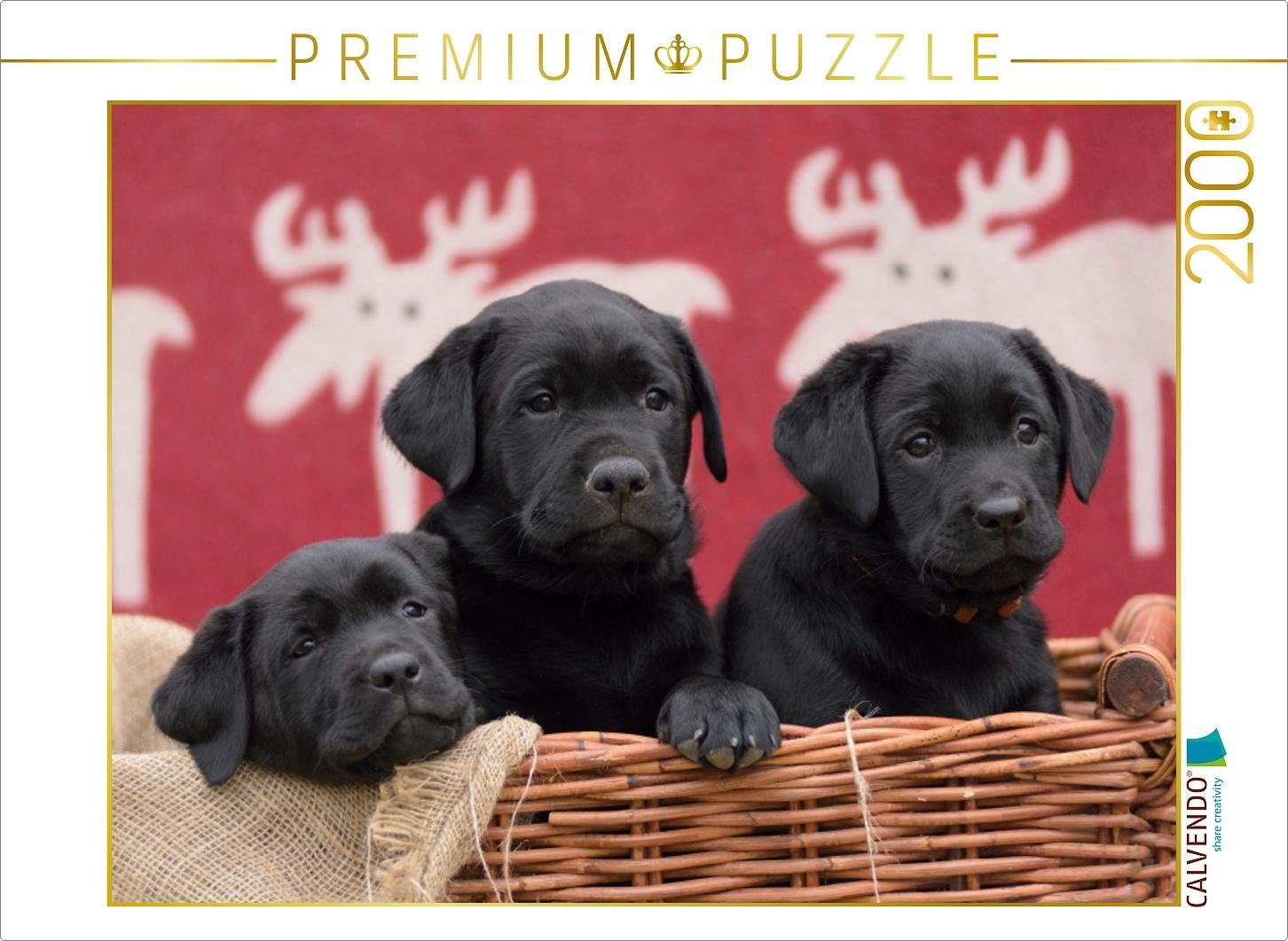 Lege-Größe Puzzleteile Drei Peter Faber, Puzzle Teile Labrador cm 90 schwarze Bild Welpen Foto-Puzzle Puzzle 2000 x 67 2000 von CALVENDO CALVENDO