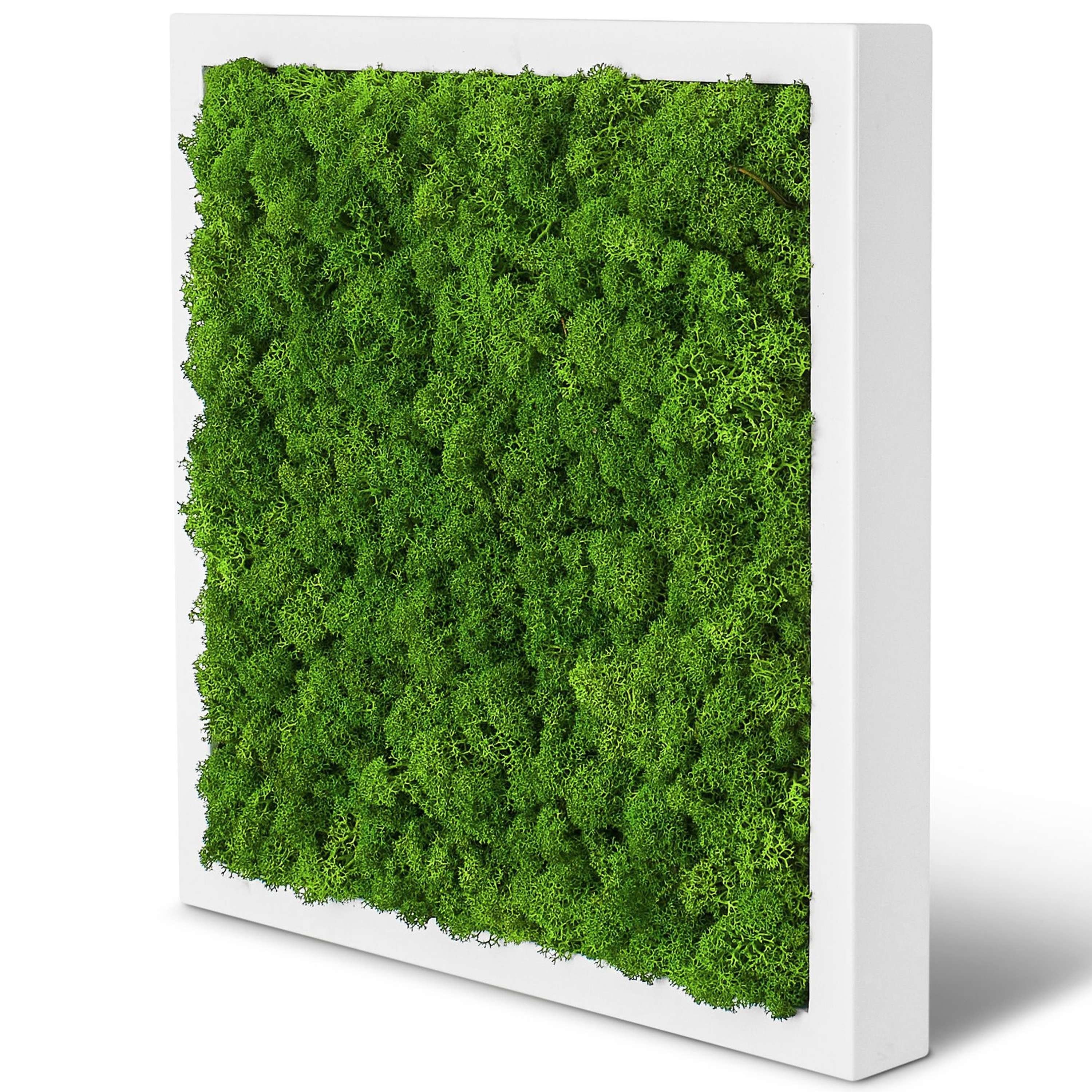 naturewalls Bild Moosbild Islandmoos - Pflanzenbild Vollholz-Rahmen - Wandbild, (1 St), konserviert Weiß